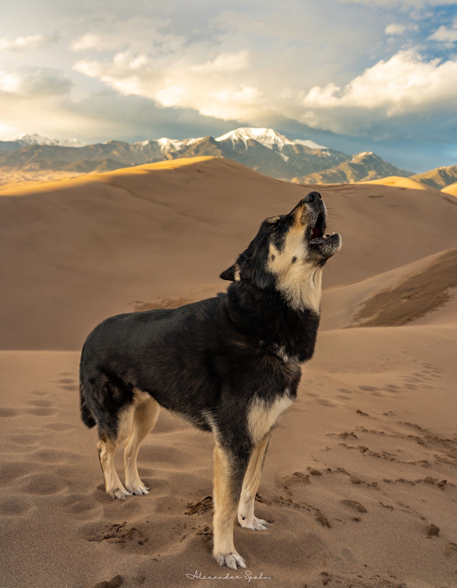 My dog howling from the top of sand dunes with sunlit, snow-capped mountains in the distance.