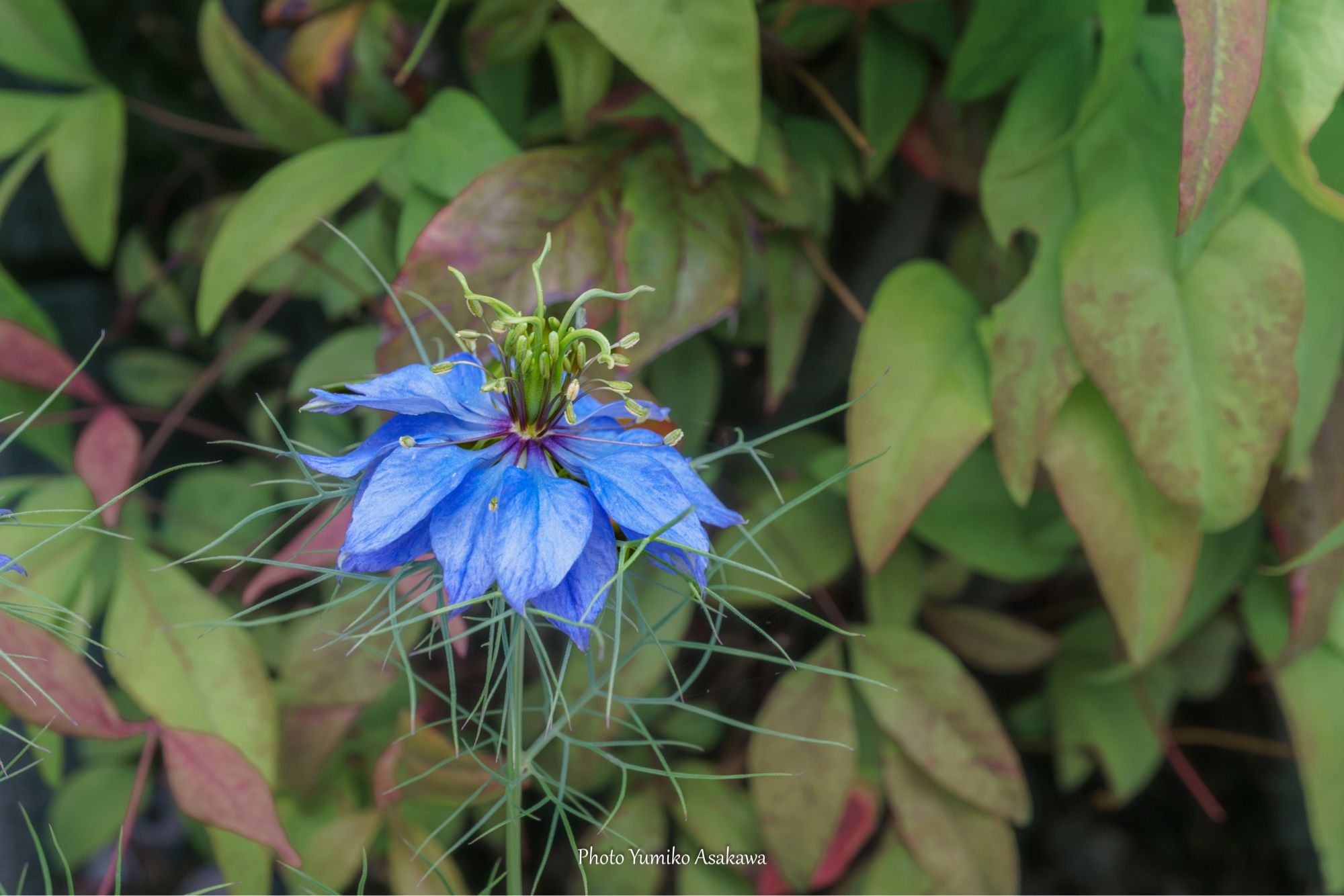 青いニゲラの花