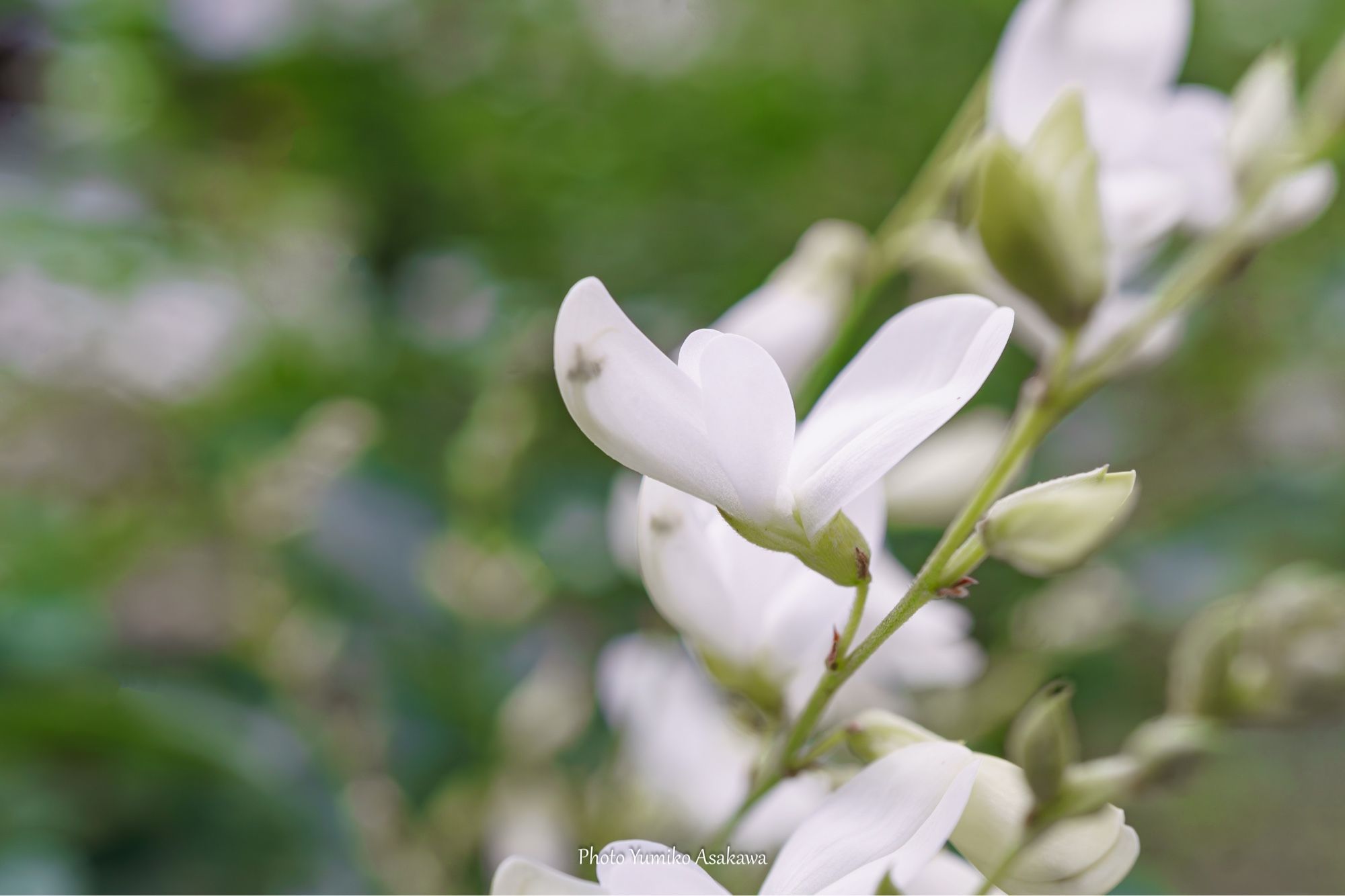 シロハギの花が咲き始めました。