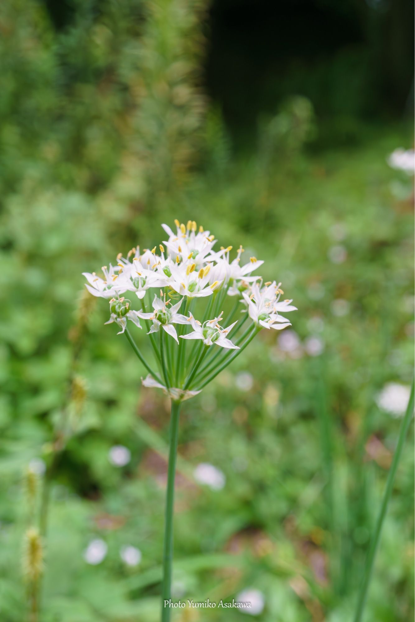 ニラの花