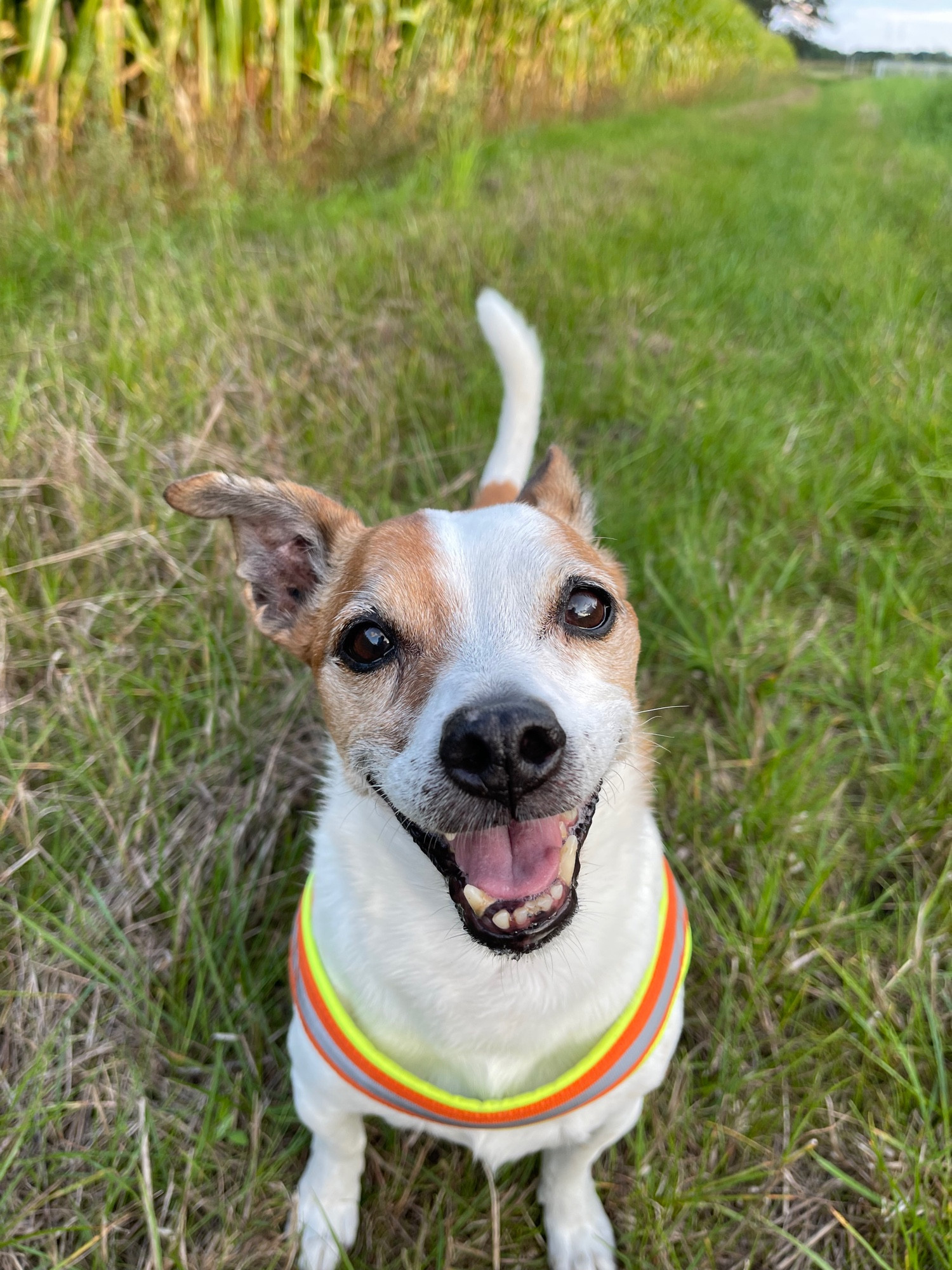 Ein fröhlicher älterer weißbrauner Terrier schaut dich an.