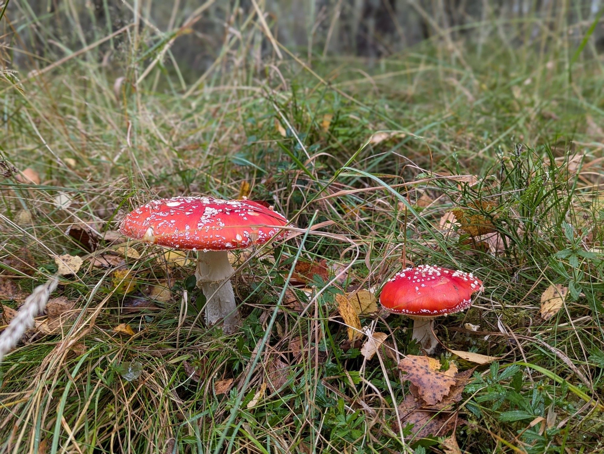 Found some amanita muscaria by the trail. Proper red mushrooms.