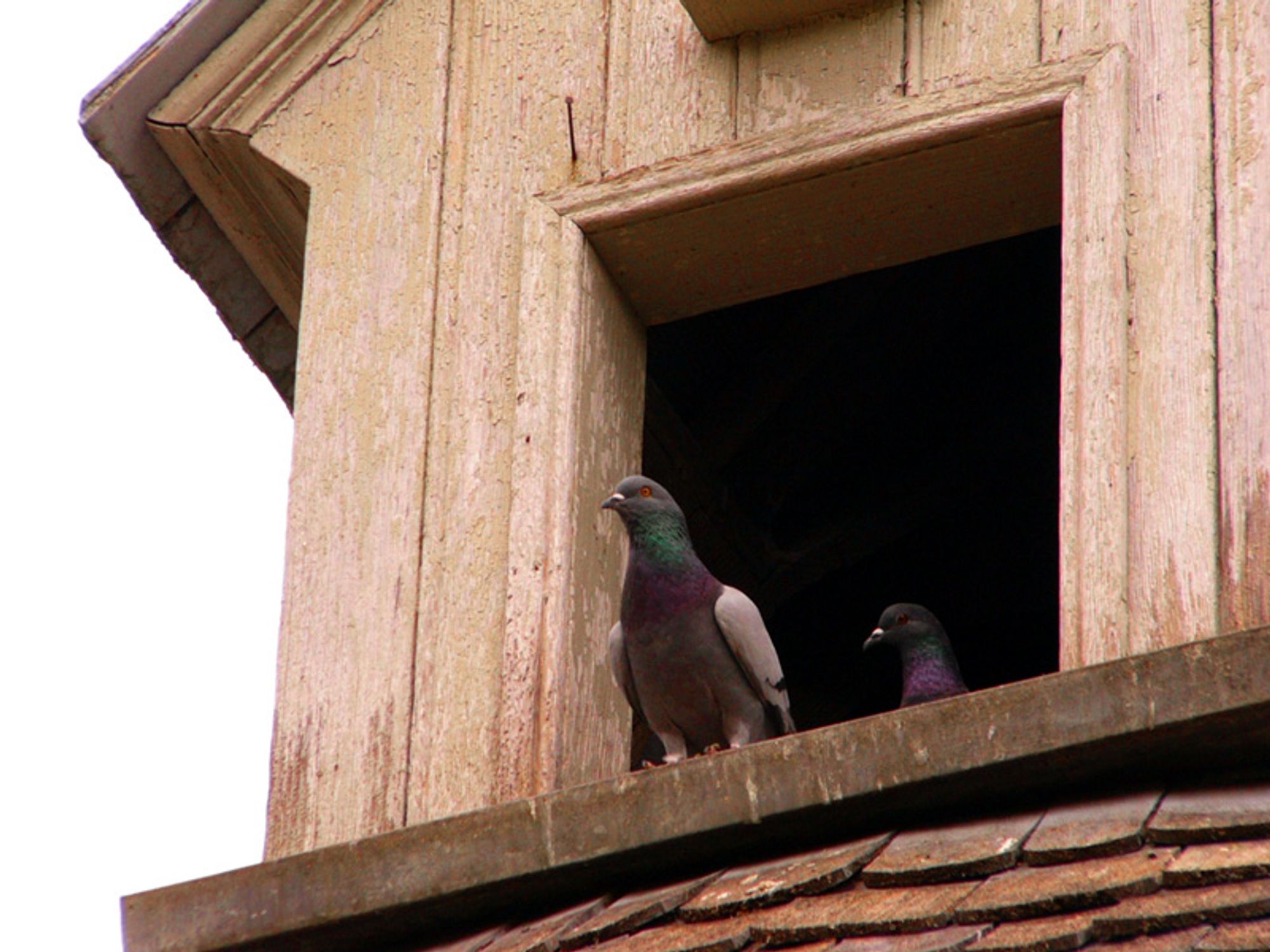 Pair of Pigeons Perched on a rooftop coop.