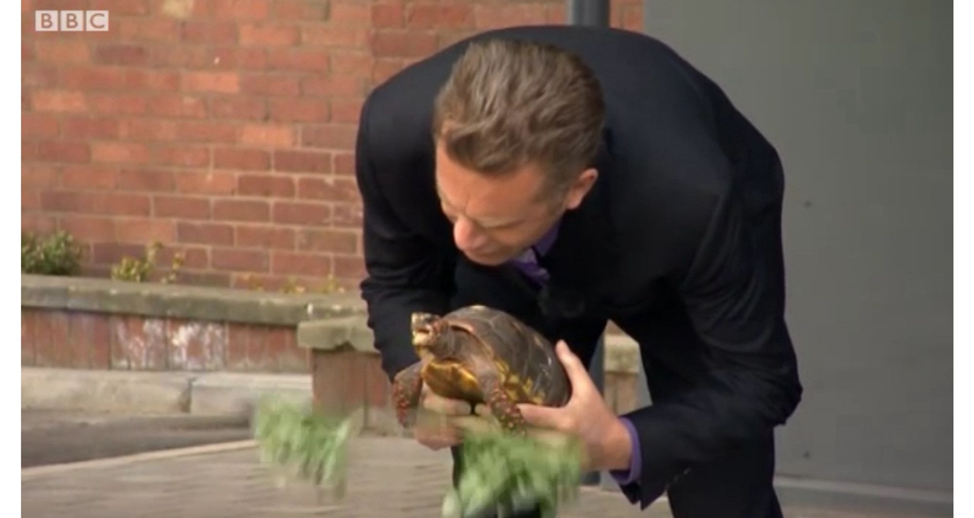 A tortoise named Charles Darwin bites through a leaf ribbon, which falls to the ground, severed, as Chuck raises his little tortoise head in triumph, mouth opened wide.