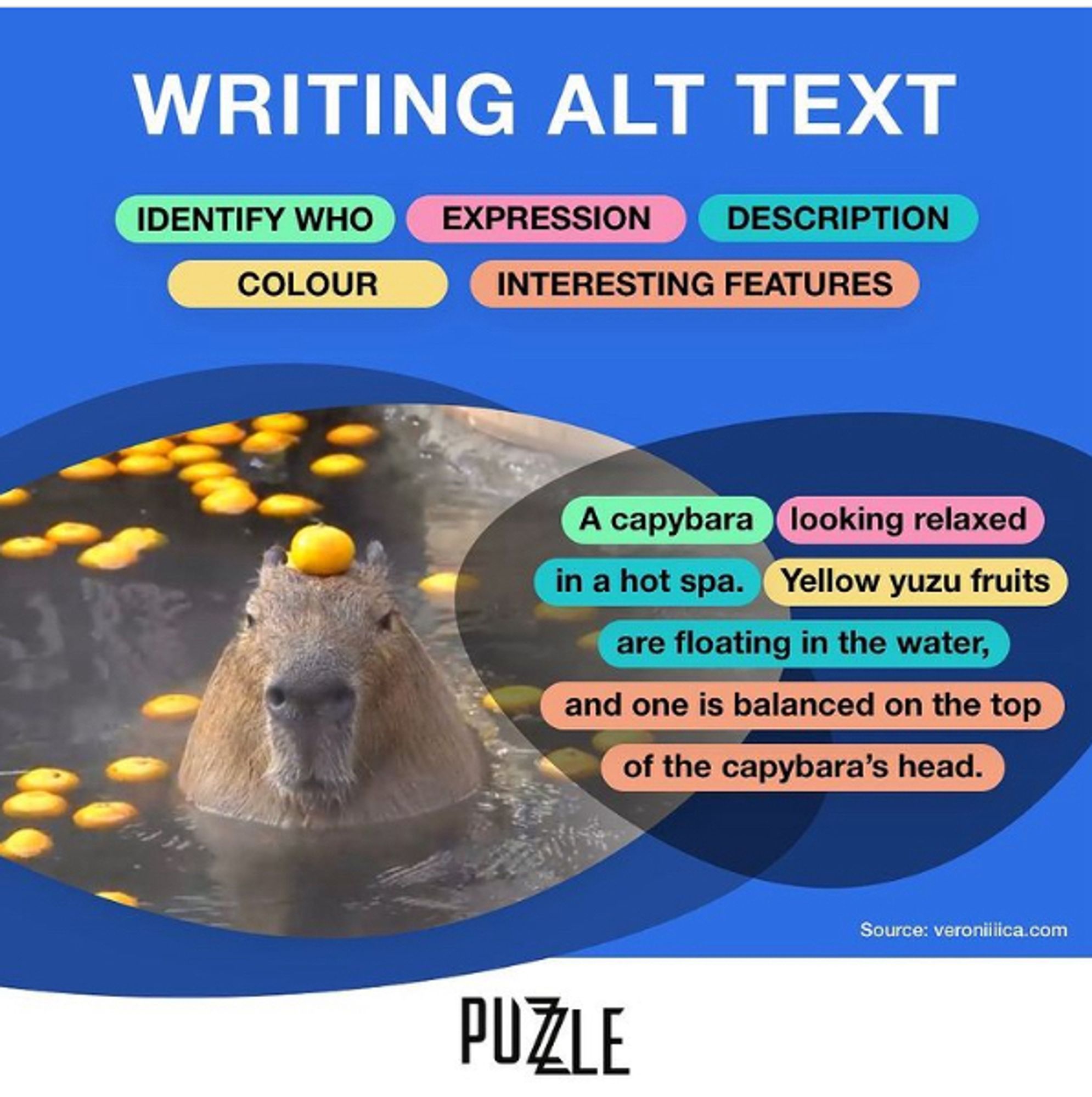 “How To Write Alt Text” infographic featuring a photo of a capybara. 

Writing Alt Text: identify who, expression, description, color, and interesting features. 

In the image, these elements are color-coded and assembled into an example that describes the depicted capybara. The example reads, “A capybara looking relaxed in a hot spa. Yellow yuzu fruits are floating in the water, and one is balanced on the top of the capybara’s head.”