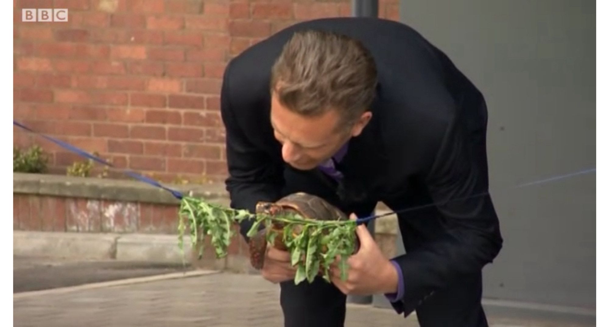 A tortoise named Charles Darwin is held up to a ribbon made of rocket and dandelion leaves. He stares at it, pondering the task before him.