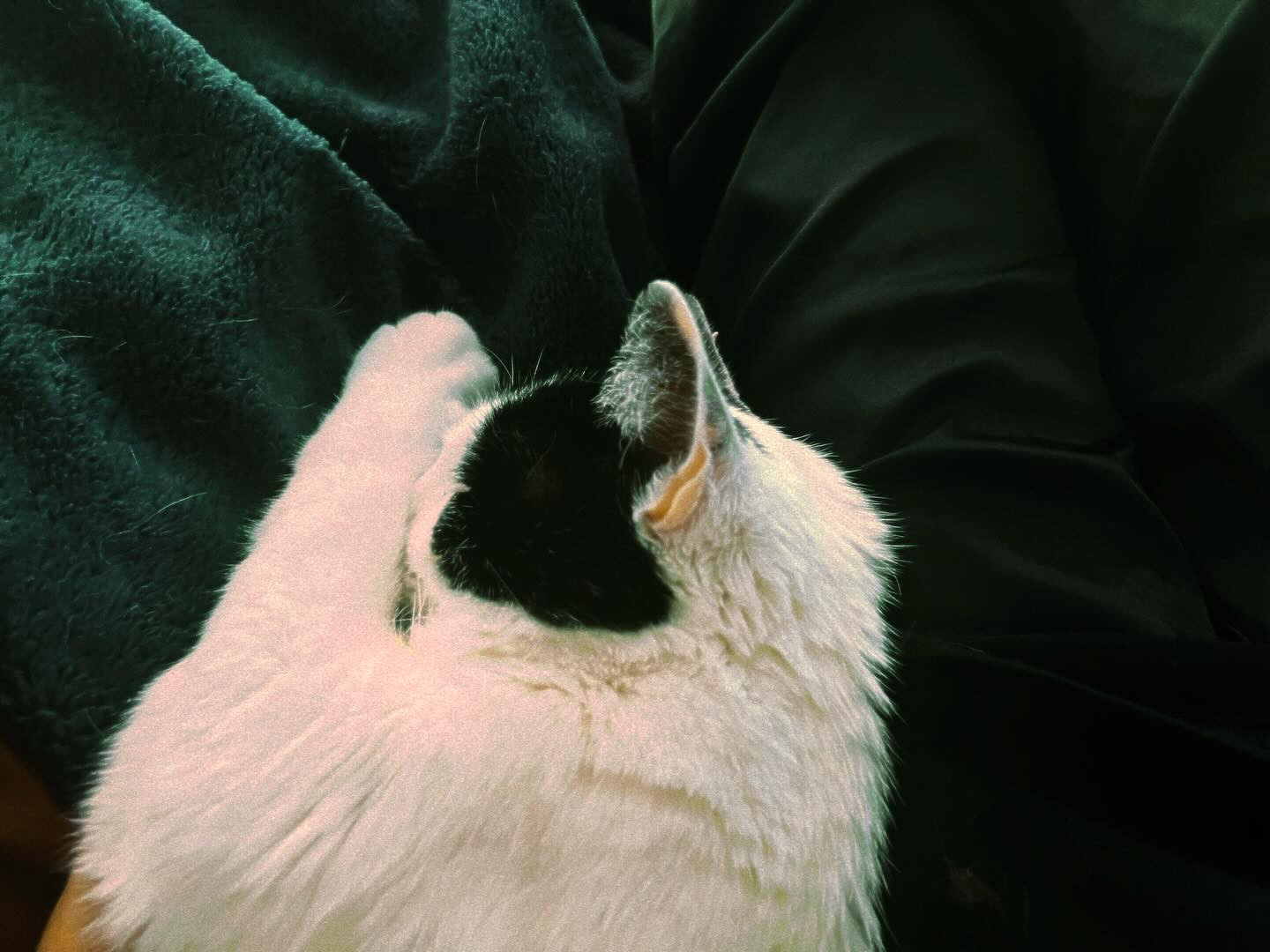 Black and white cat lying between a blue blanket and a person wearing black pants. The cat is very contented.