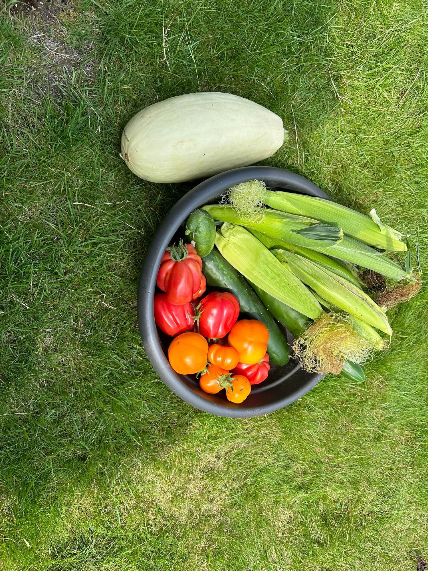 Eine Schüssel mit Gurken, Mais, roten und orangenen Tomaten, daneben eine große weiße Zucchini.