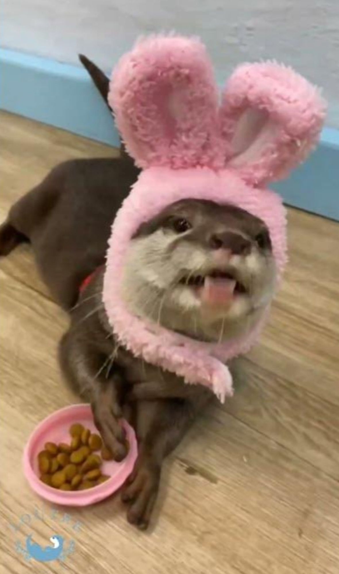 Otter wearing pink, fluffy, bunny ears while snacking on food.

From LOUTRE on YouTube