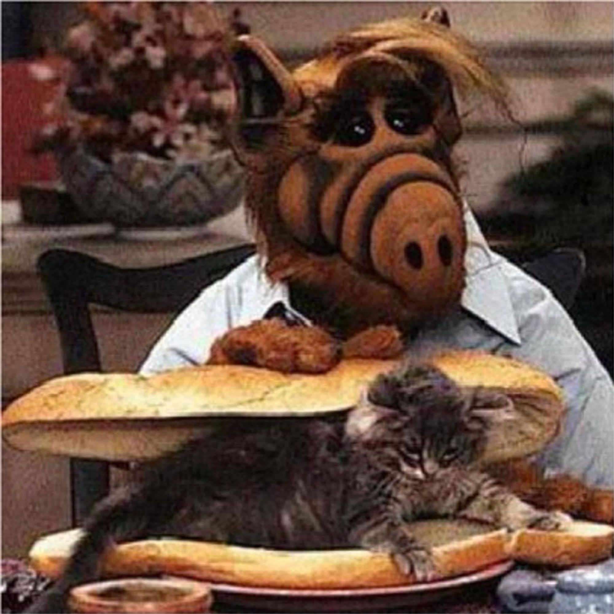 Alf sitting on a table with a cat between to bread buns on a plate.