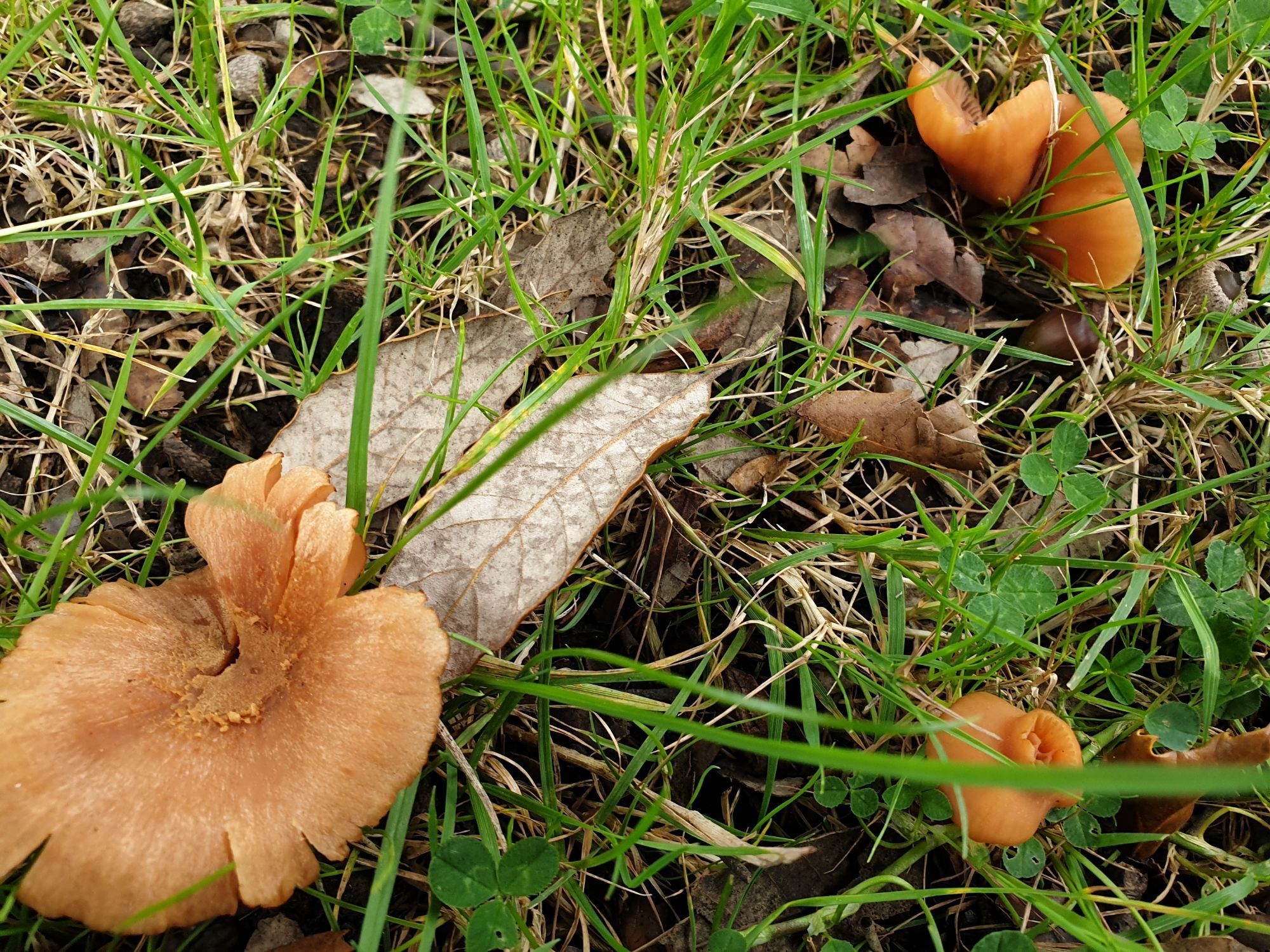 Three orangey brown mushrooms in various stages of growth beside a tree on a roadside grass verge. One with the largest flatest top is starting to split and is past its best. A tiny one on its right is just starting to unfurl. The third one is frilly looking and twisted.