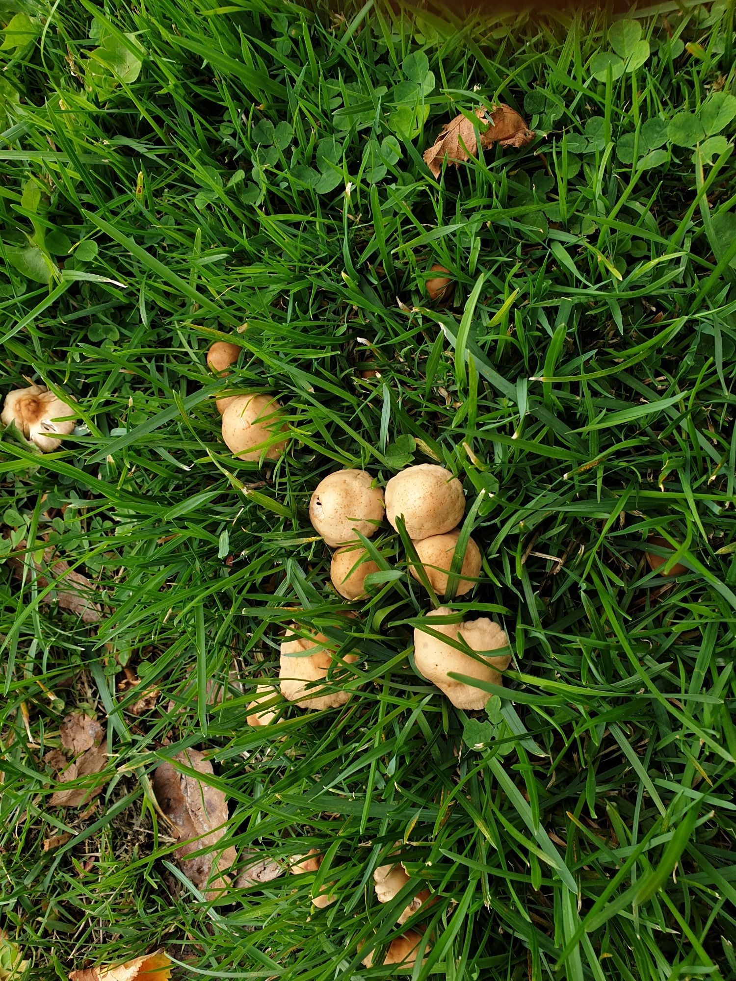 Small brown button type mushroom clump on a roadside grassy kerb.