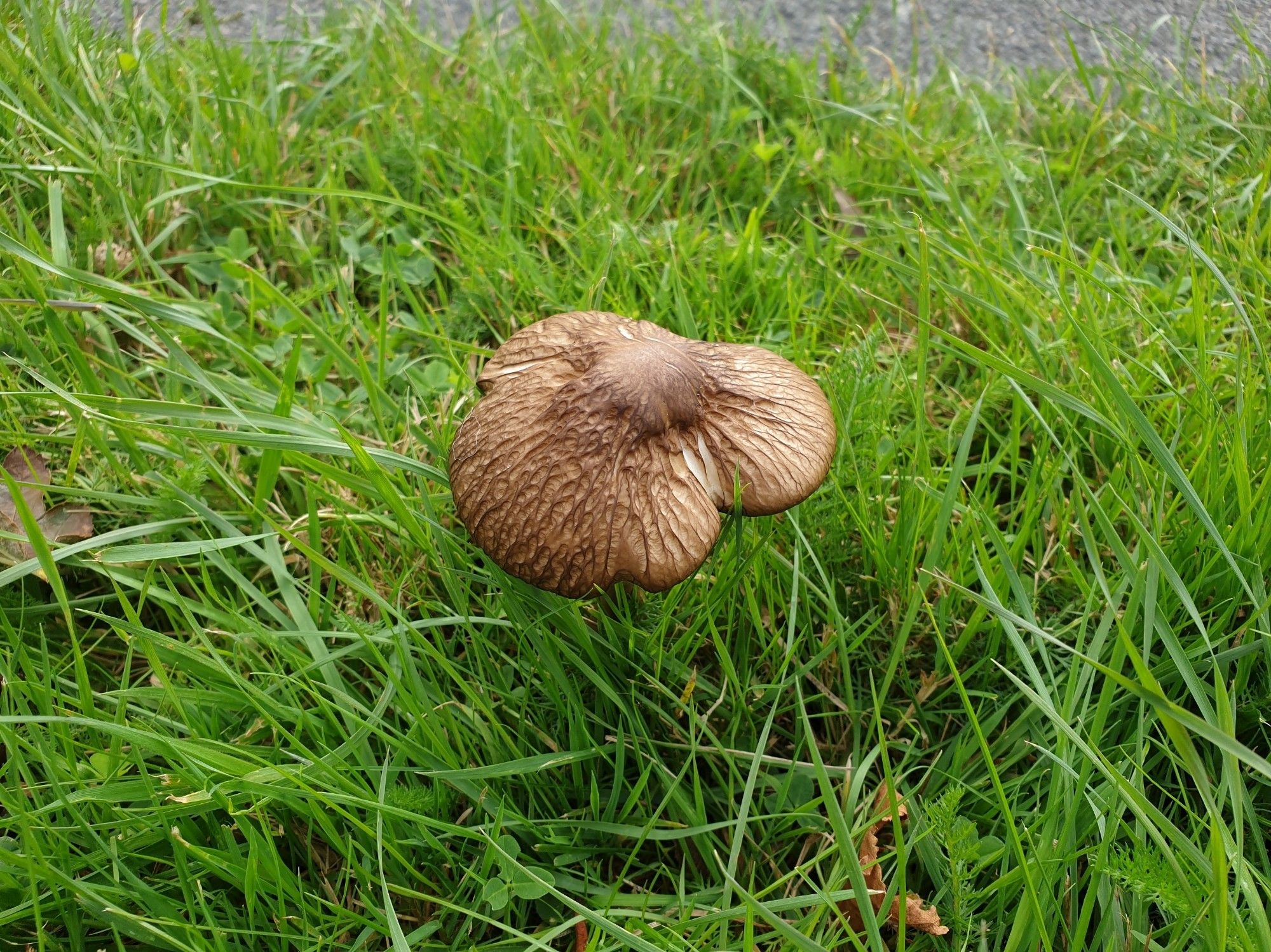 Single textured brown mushroom grown taller that the grassy kerb it's in.