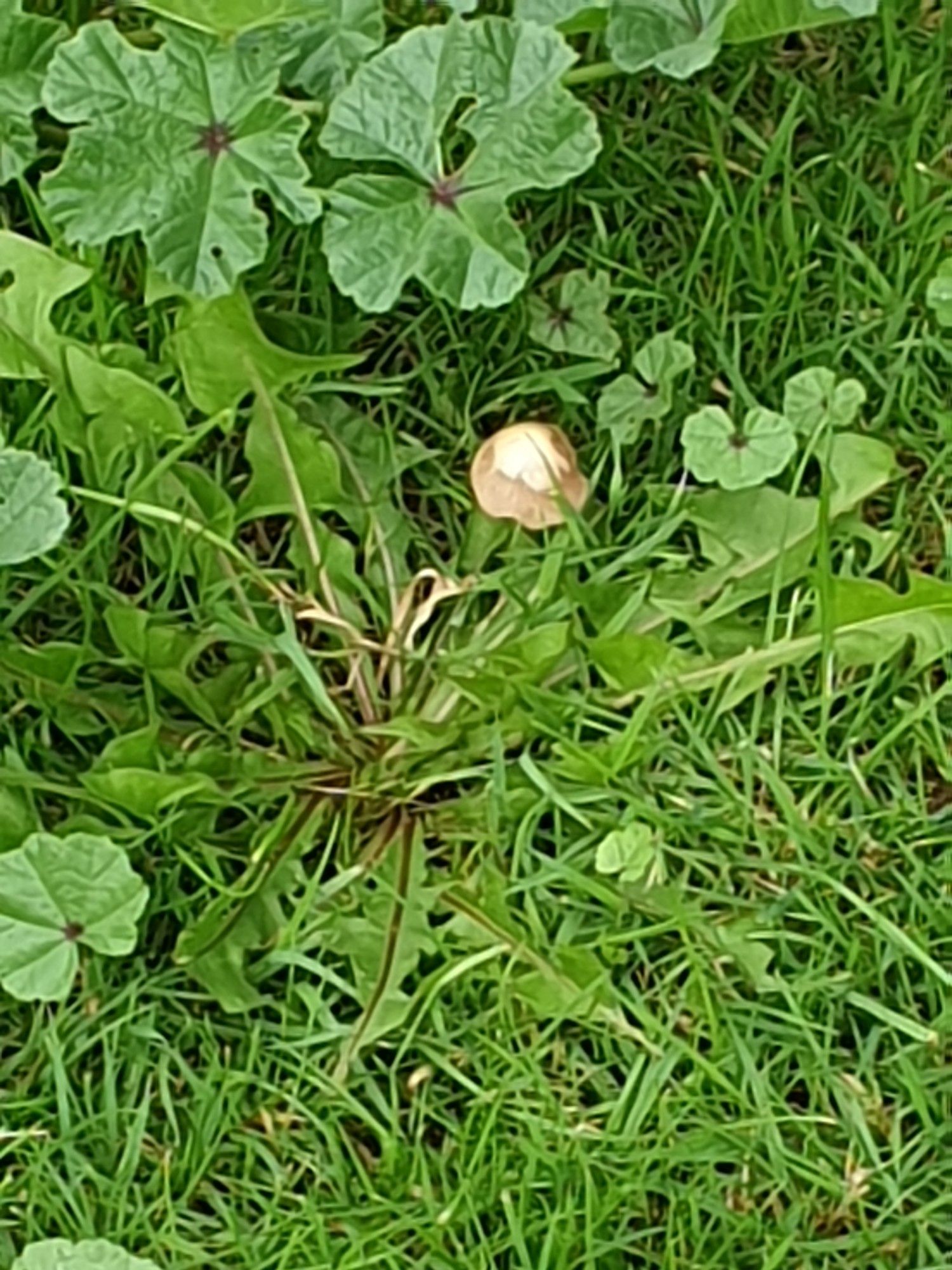 Tiny single brown and white mushroom barely poking through the grass and weeds.