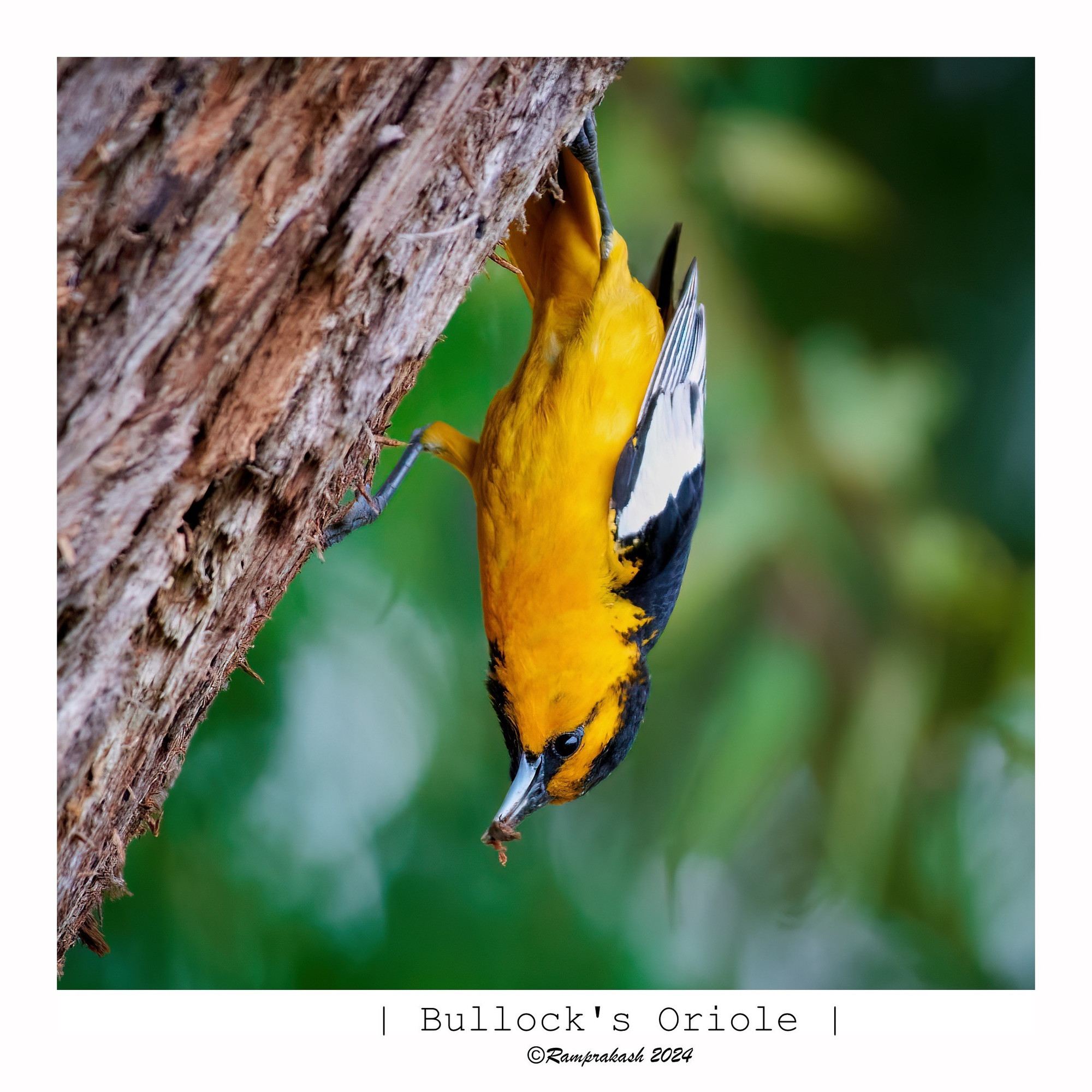 A Bullock's Oriole clings upside down to a tree trunk, displaying its vibrant yellow and black plumage. The background features soft green bokeh, enhancing the focus on the bird.