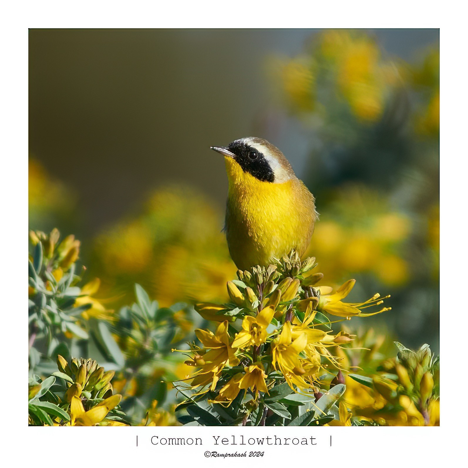 A Common Yellowthroat bird perched on yellow flowers, surrounded by green foliage. The bird has a distinctive yellow and black plumage.