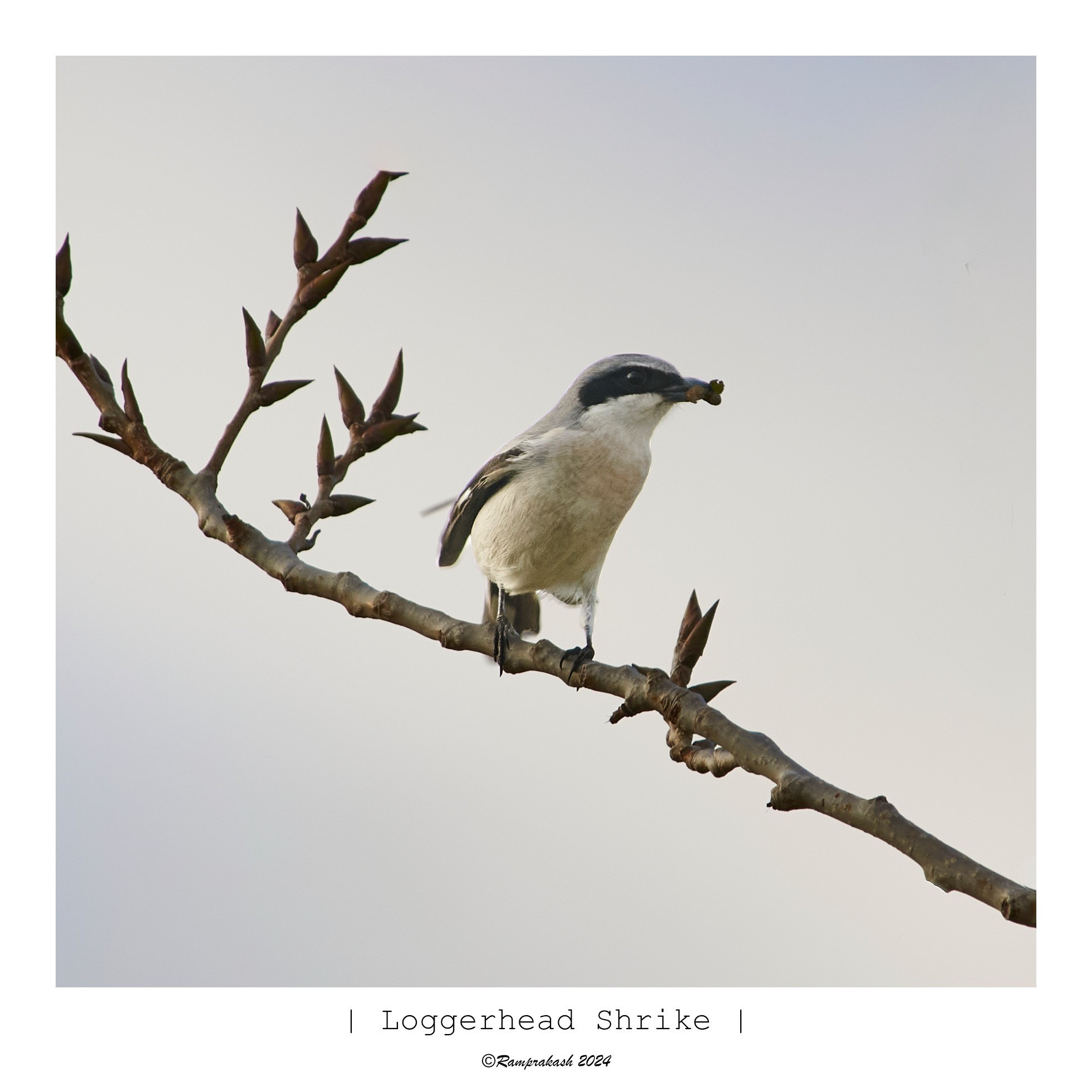 A Loggerhead Shrike perched on a branch, holding an insect in its beak. The background is softly blurred, highlighting the bird and its surroundings.