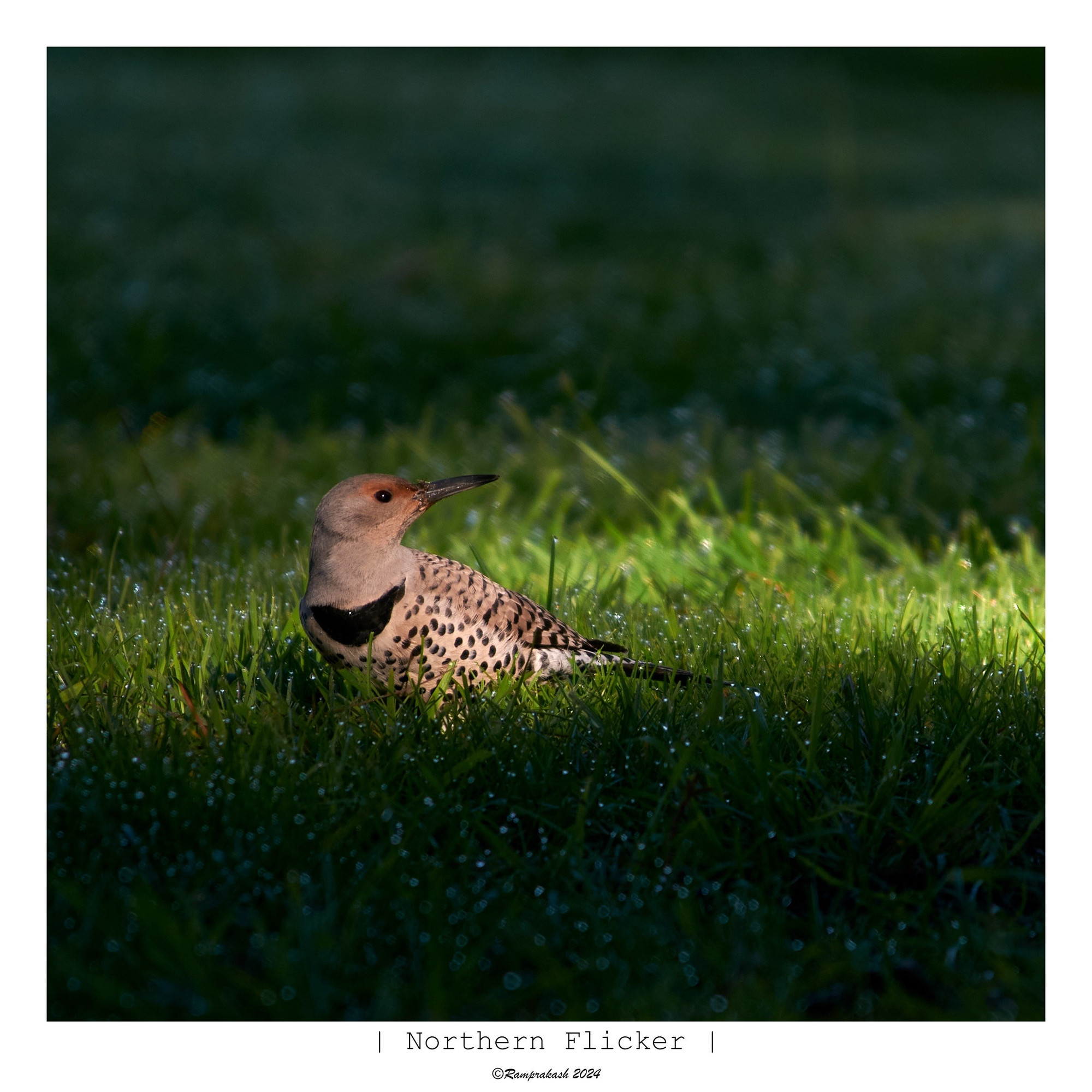 A Northern Flicker bird sitting on grassy ground, illuminated by soft light, surrounded by dewdrops.