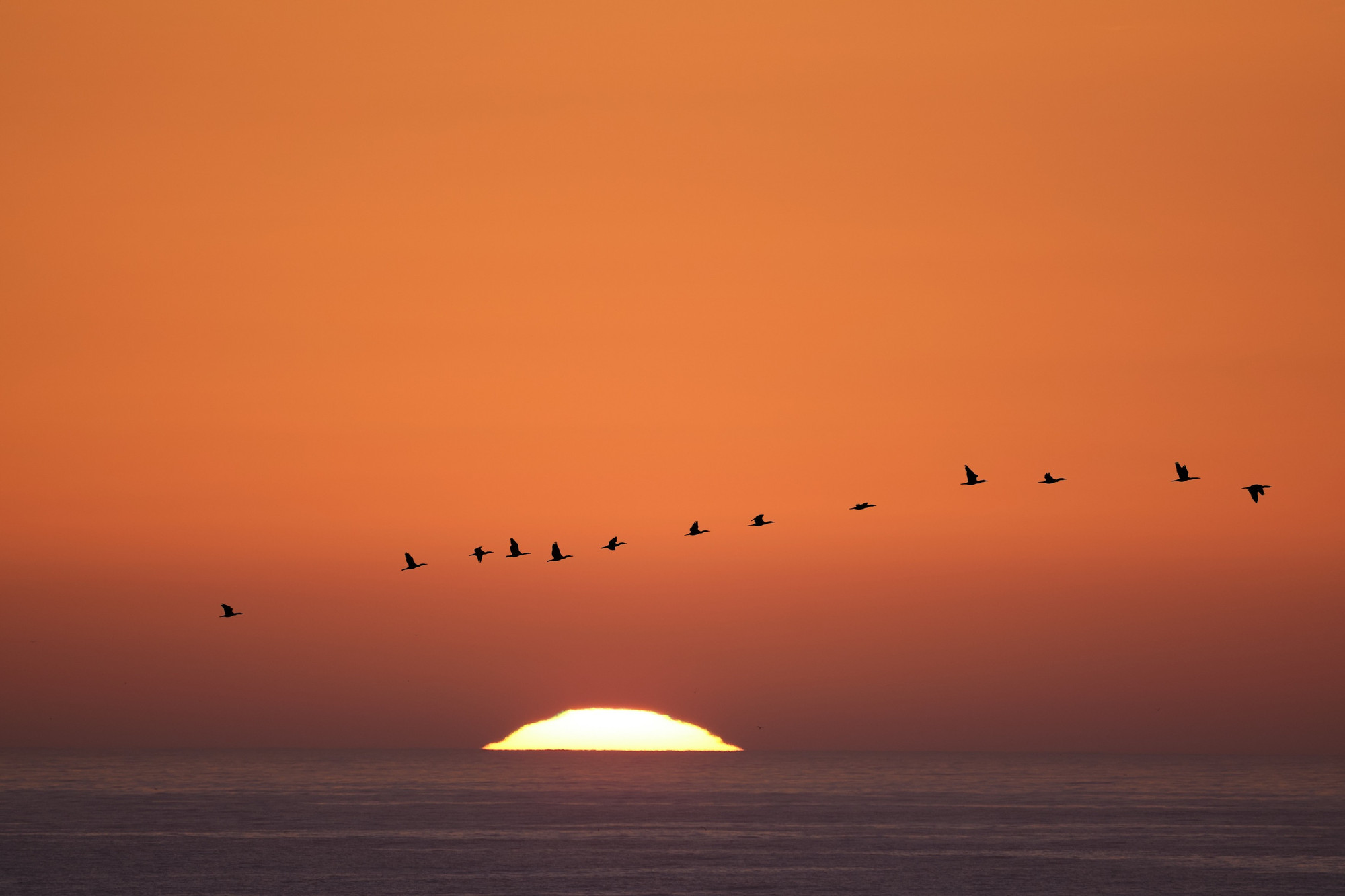 A sunset over the ocean with a gradient of orange hues, accompanied by a flock of birds flying in a line across the sky.