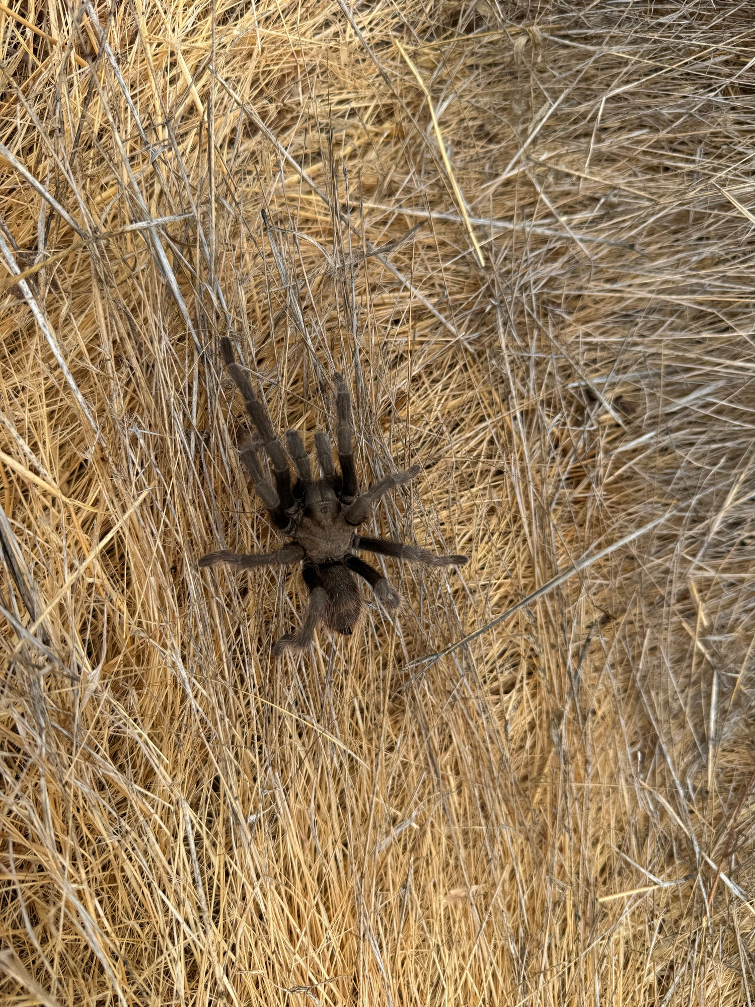 A large spider resting on dry, straw-like vegetation.