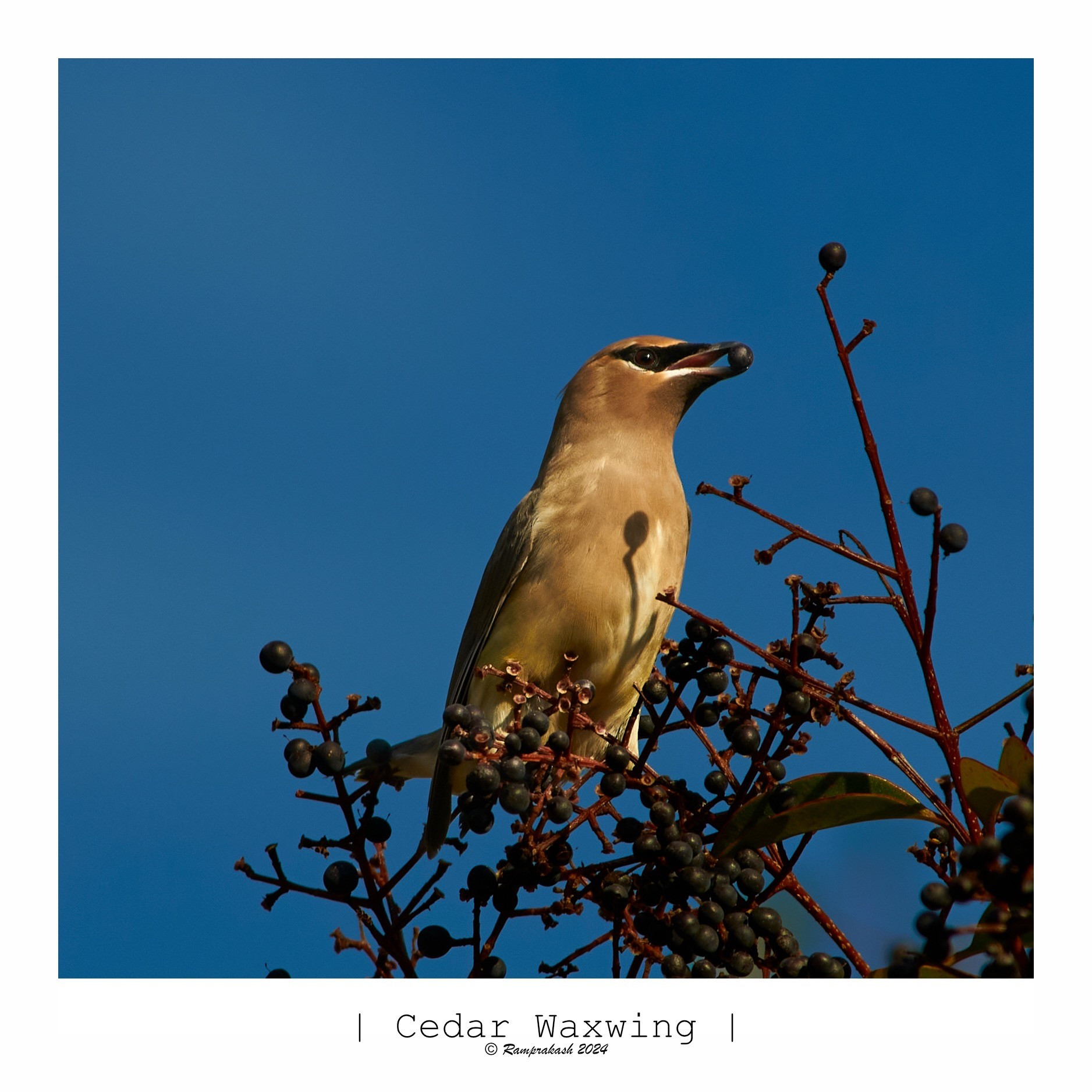 A Cedar Waxwing perched on a branch, holding a berry, with a clear blue sky in the background.