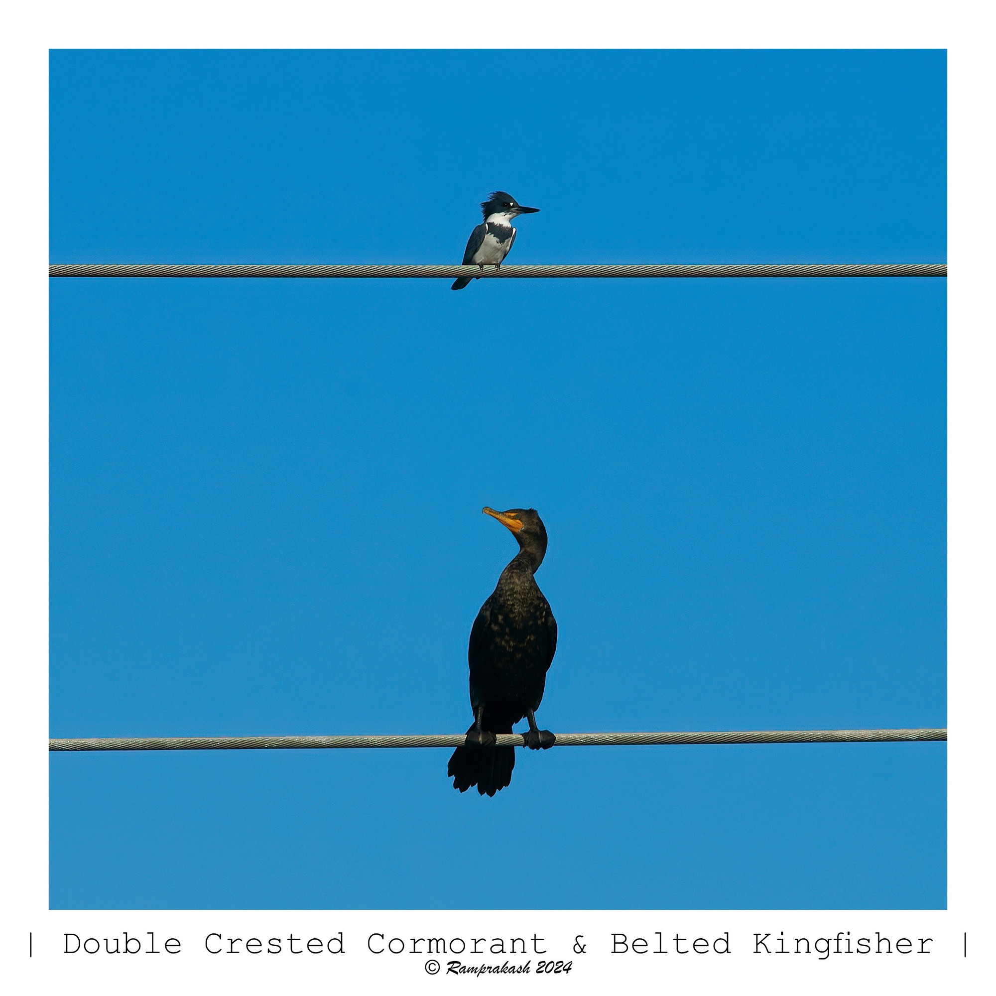 A Double Crested Cormorant sits on a wire, while a Belted Kingfisher is perched on a nearby wire against a clear blue sky.