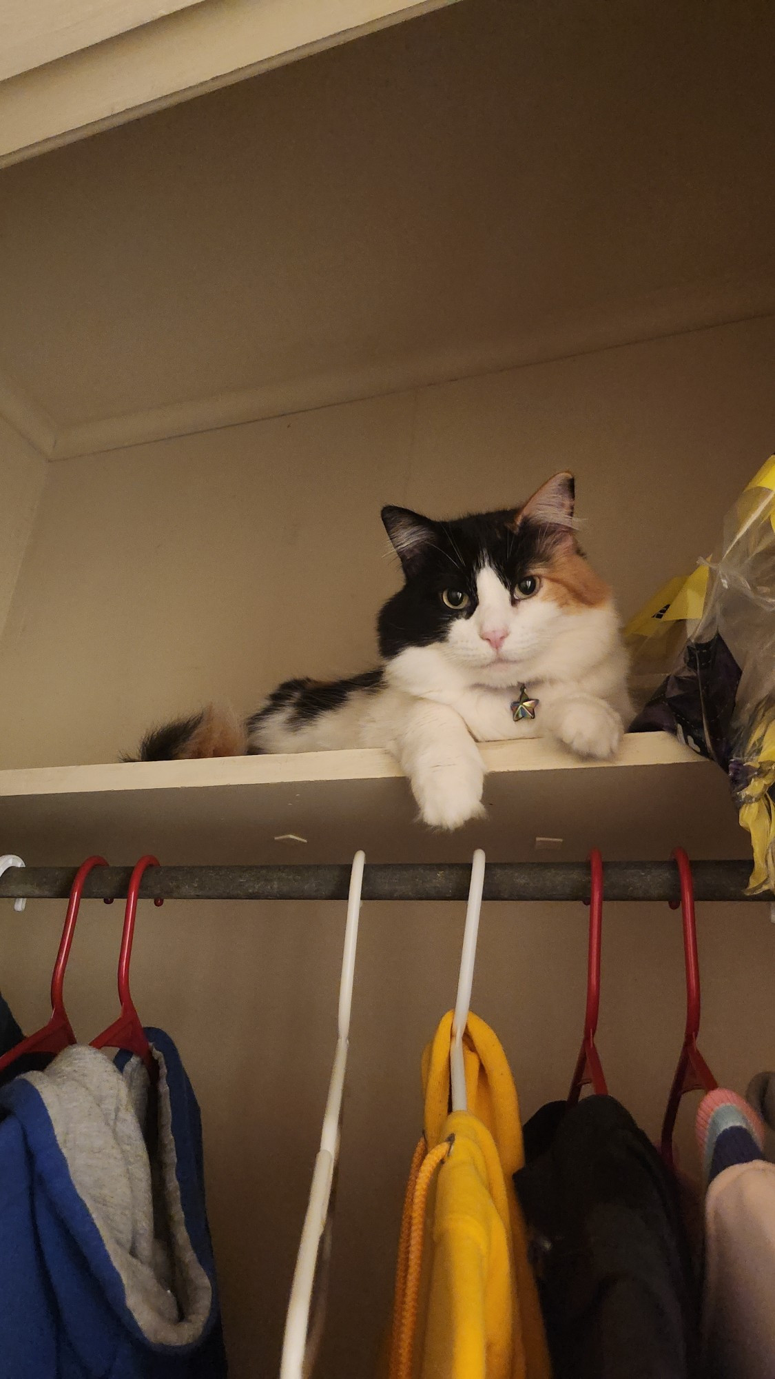 Calico cat laying on closet shelf above jackets. 
She knows she's not supposed to be there and scared her human by hiding, but she will 100% do it again.