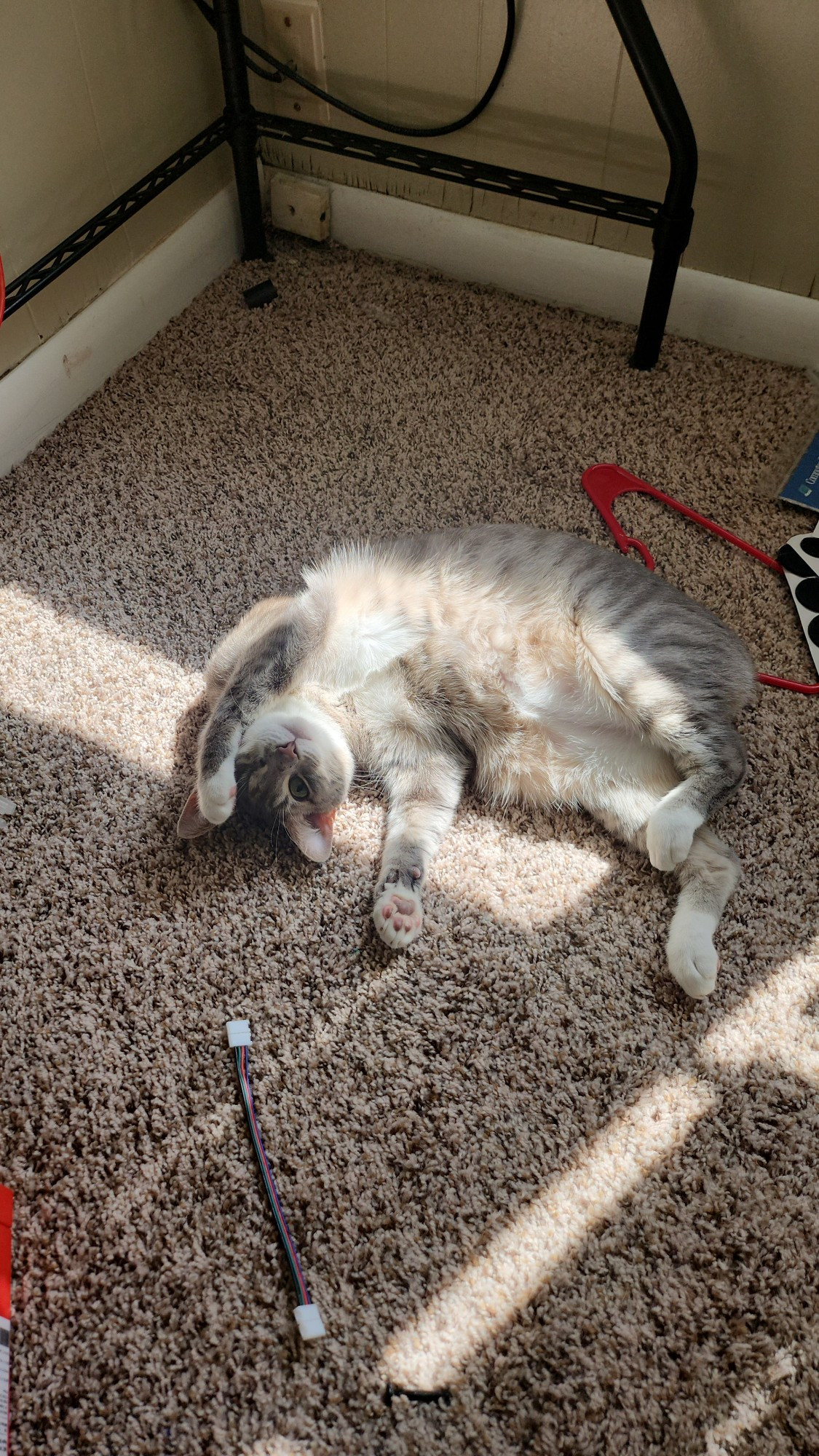 one-eyed, grey tabby manx cat laying on his back on a carpet in a sunbeam. Absolutely adorable pose