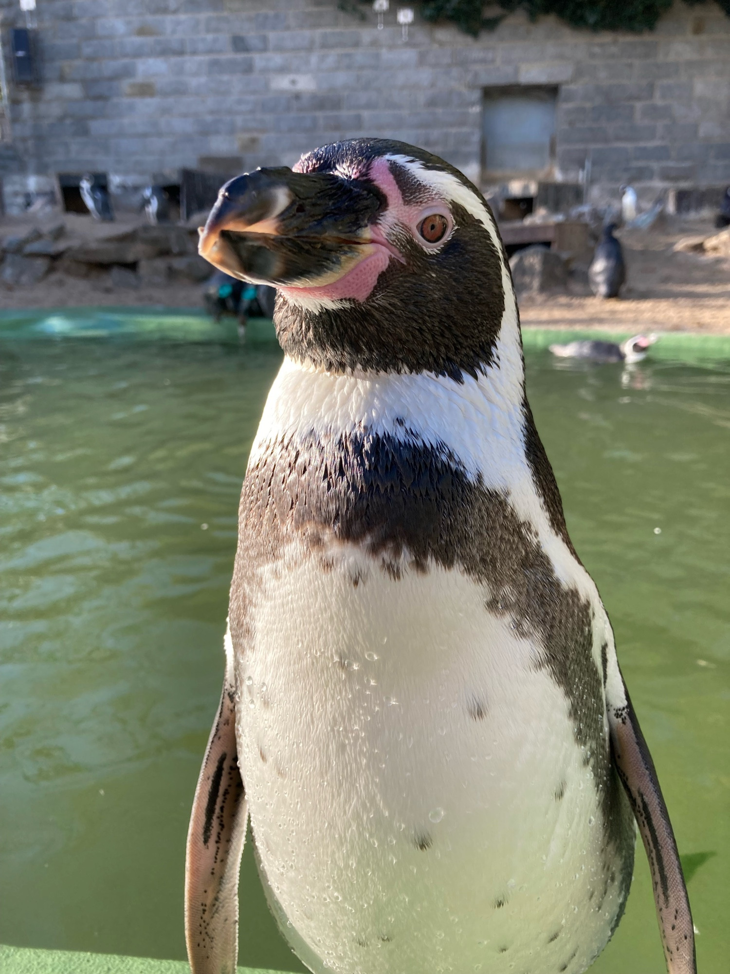 Humboldt-Pinguin in voller Größe im BergZoo Halle 