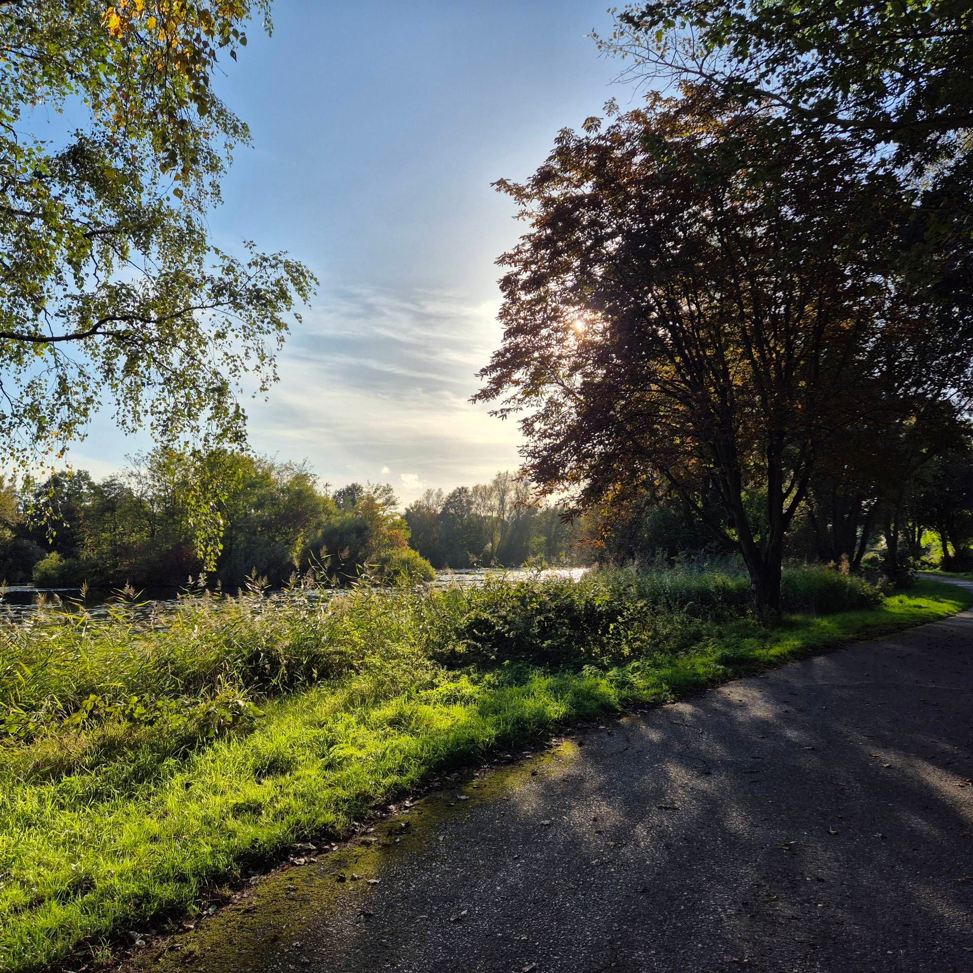 Weg am See, mit Schilf und Bäumen. Im Hintergrund blauer Himmel mit weißen Wolken und der Sonne, die sich hinter einem Baum versteckt.