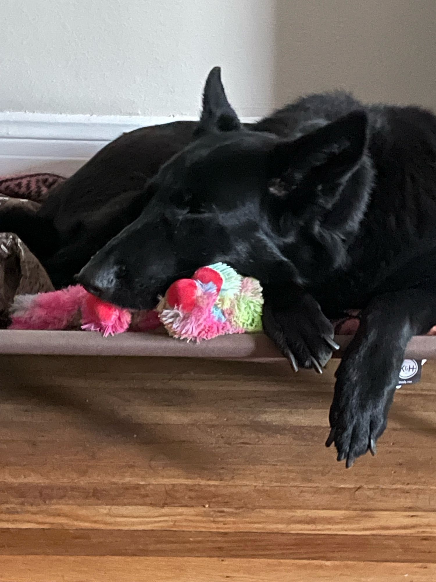 sleepy dog resting so sleepily on a fluffy colorful stuffed dragon