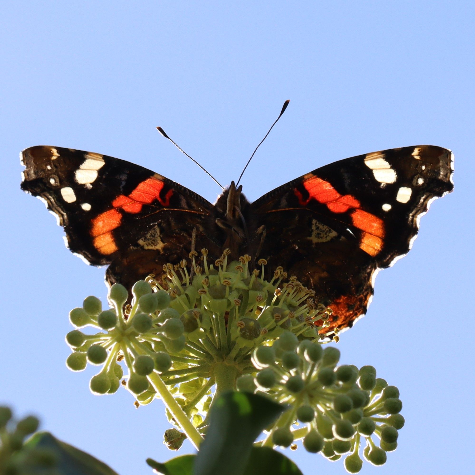 A Red Admiral butterfly, viewed from underneath, with it's wings spread. It's perched on flowering ivy, with a blue sky behind it. The wings are backlit and the white and red coloured panels in them give the impression of stained glass.