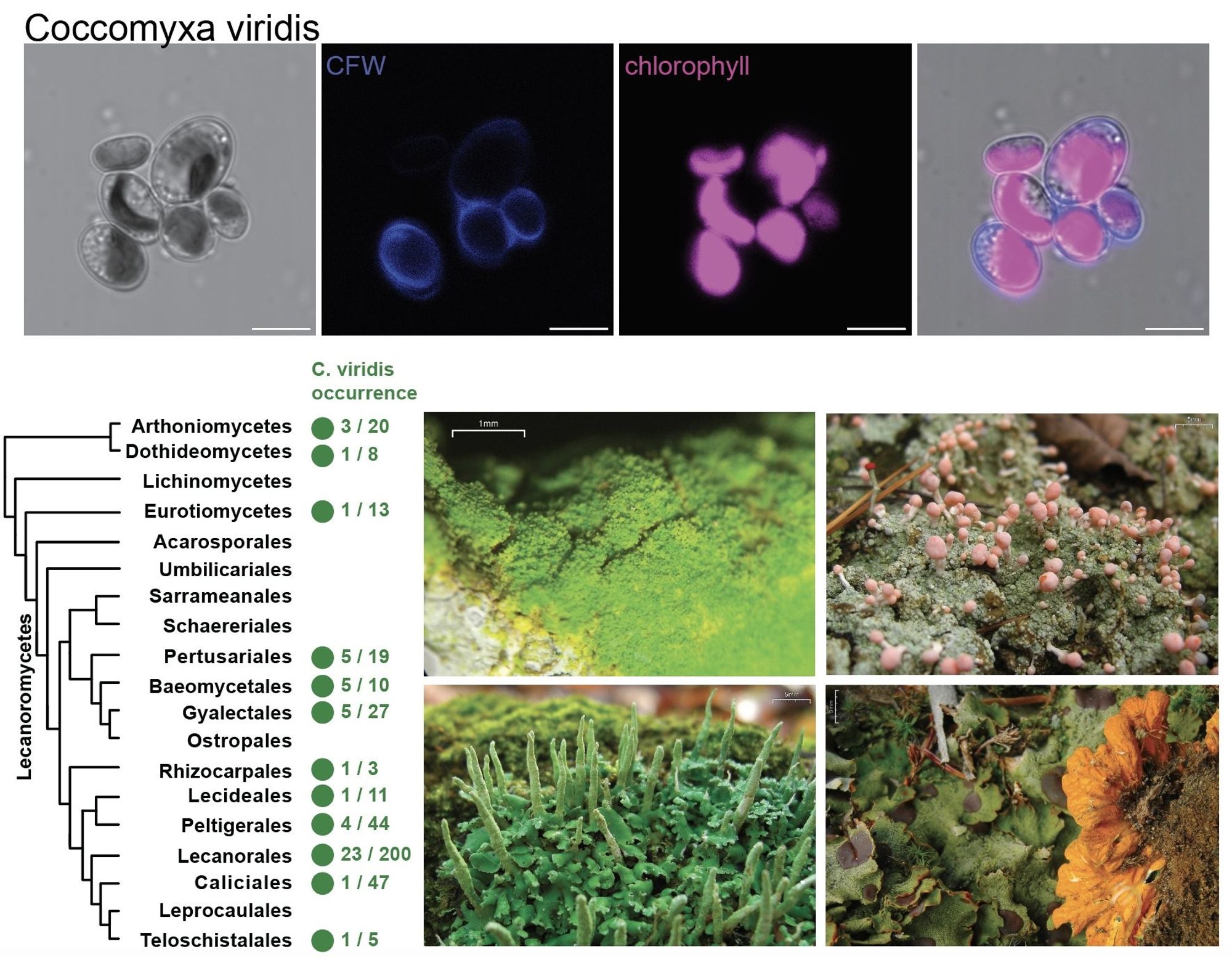 Confocal images of a Coccomyxa viridis alga, a phylogenetic tree of lichens showing in which lichens C. viridis was found, and four photos of such lichens