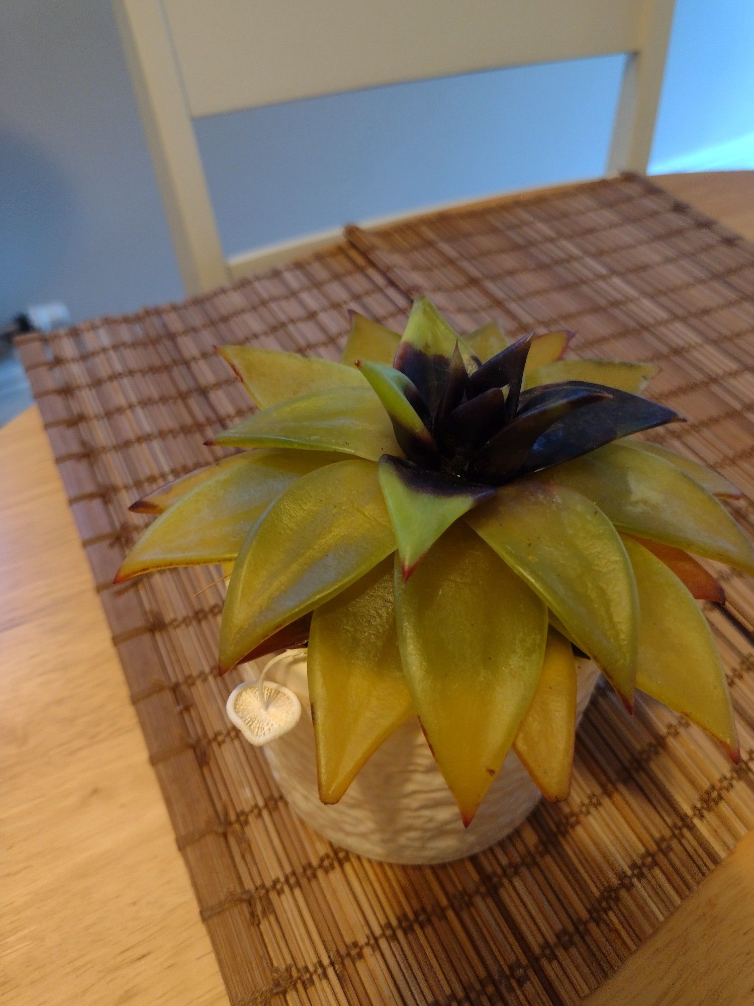 A succulent houseplant visibly ill with a few leaves completely black. A tiny white mushroom growing in the same pot