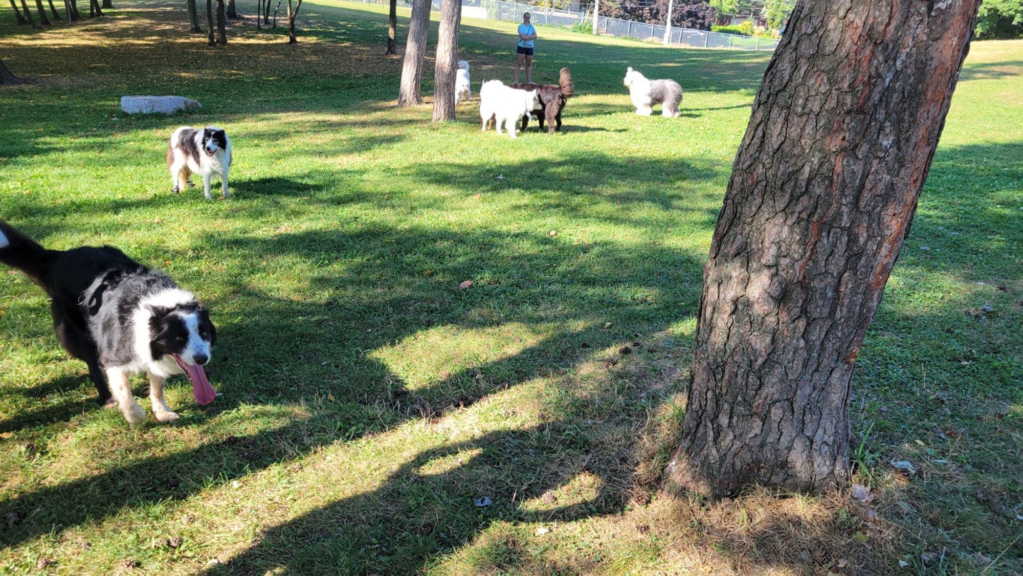 Dogs and humans in a park. Left to right:
Cap (border collie, 8)
Piper (BC/Aussie, 15)
Zella (standard poodle, 2)
Luna (Samoyed, 9)
Gracie? (dunno but big, 7ish)
Annie (English sheepdog, 2ish)

Behind: <redacted> (human, 30s)