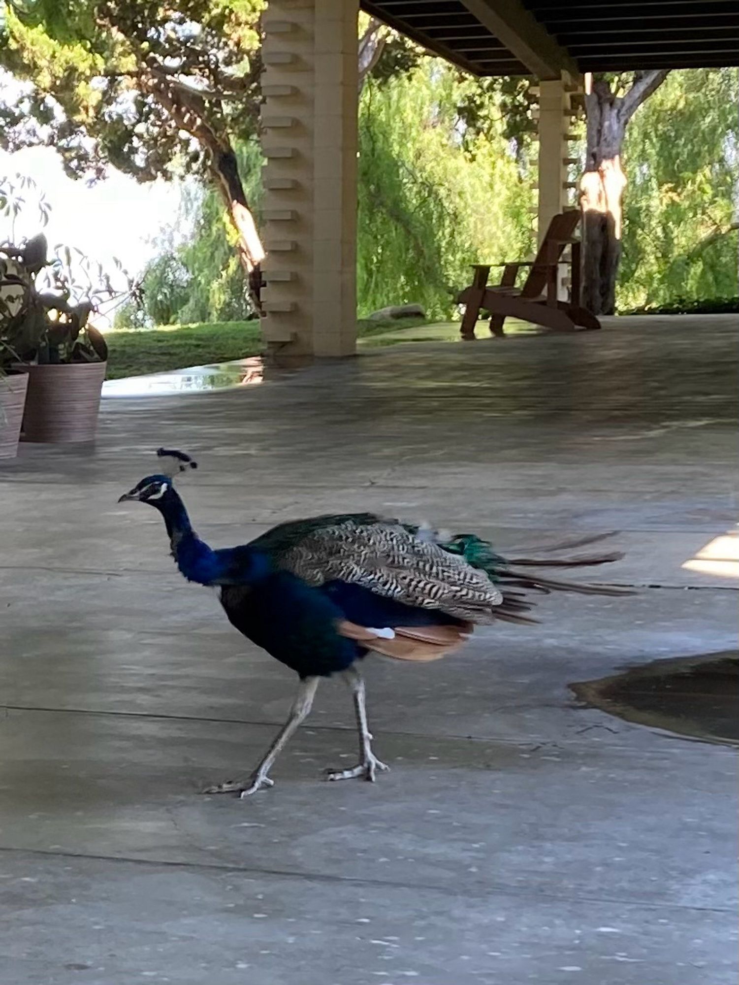 A peacock walking on a concrete patio. Two Adirondack chairs are farther away on the patio, and beyond them we see grass and trees.