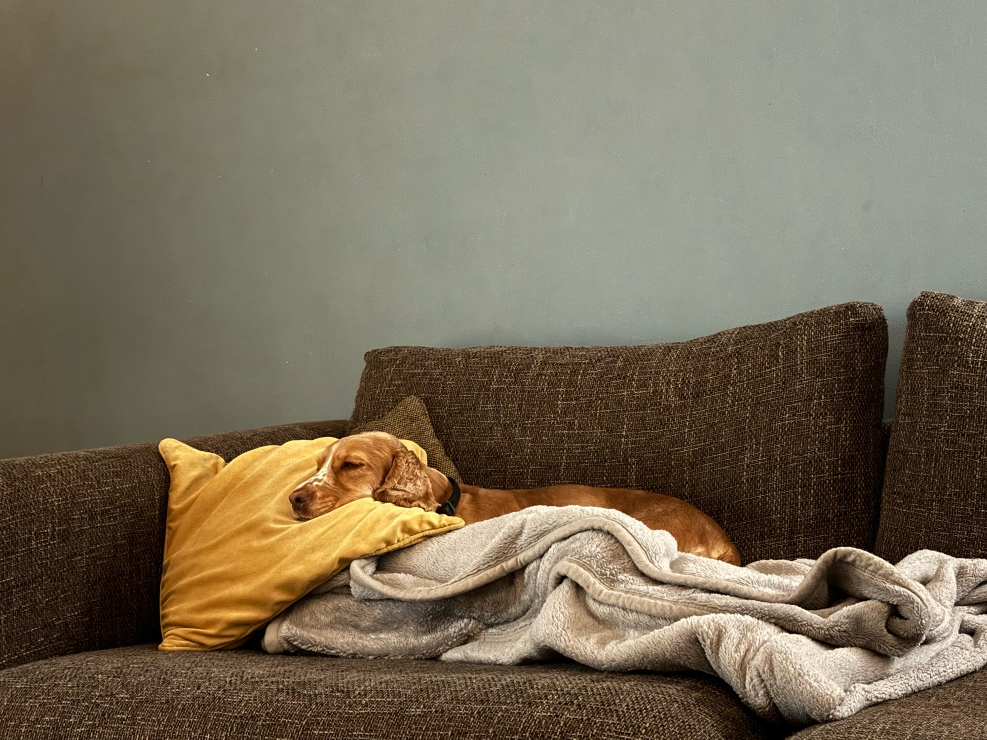 Big brown sofa. Martha the Ginger cocker spaniel dozes while nestled on top of a blanket, using a couple of cushions to rest her chin.