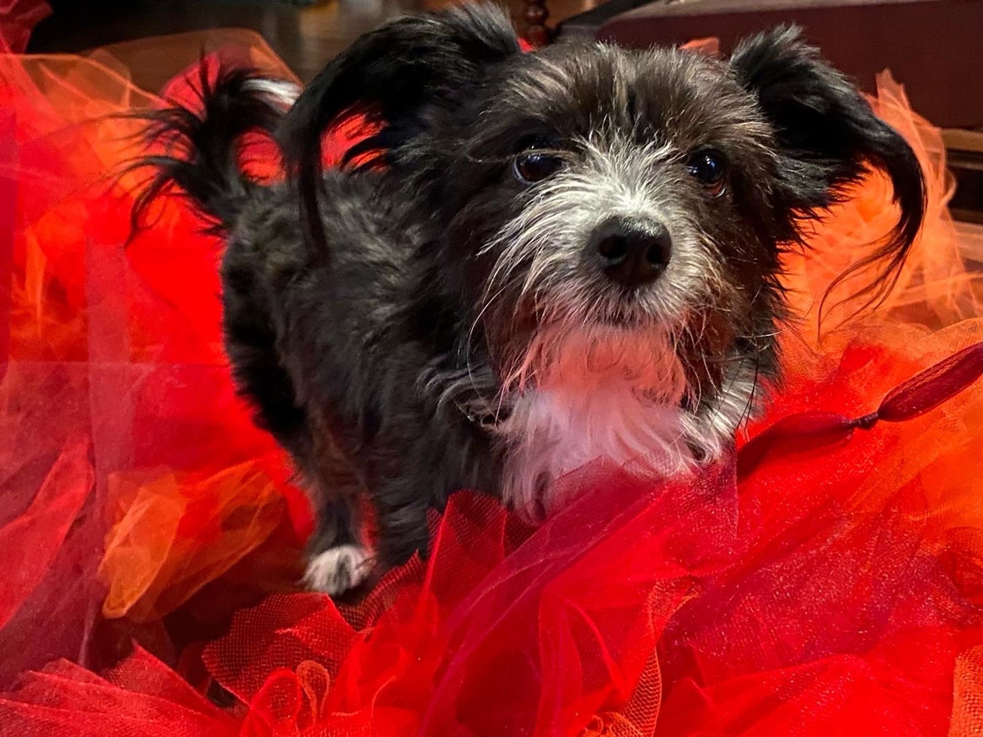 a very tiny dog that vaguely resembles a mogwai stands questioningly in the middle pf an enormous pile of orange and red and burgundy tulle