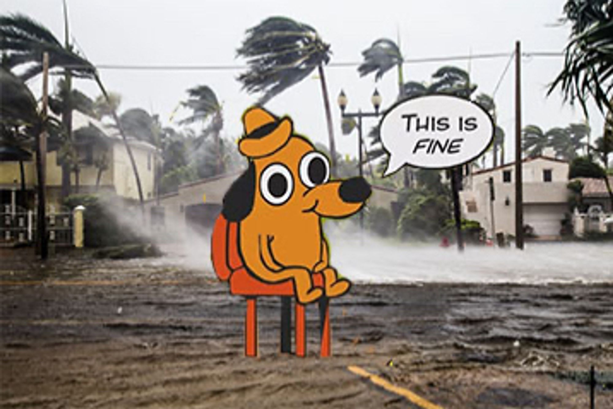 This Is Fine meme do sitting in the street of a Hurricane photograph, with palm trees blowing in the wind.