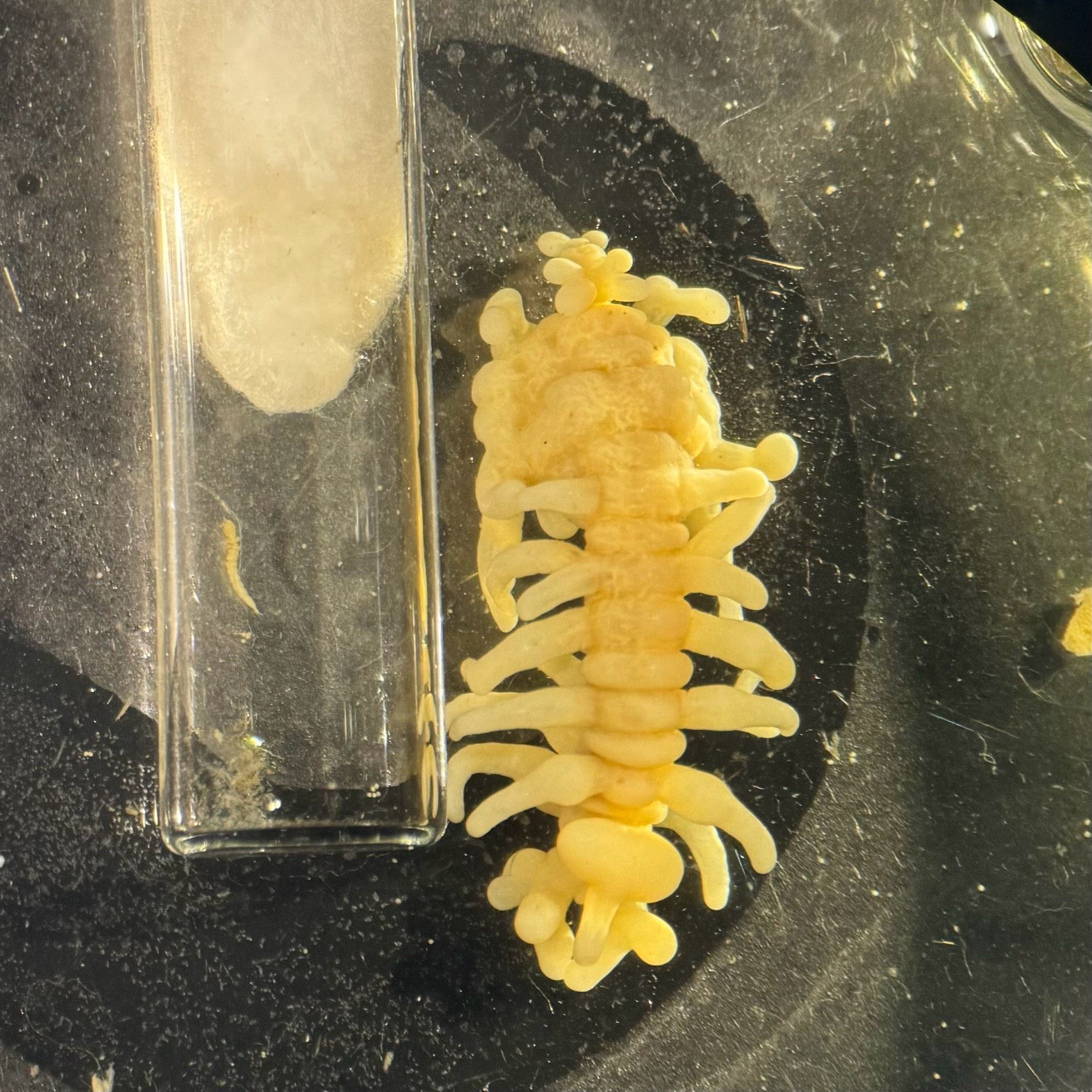 Philichthys copepods under a stereomicroscope. Large female with branching processes on the right, small male in a vial on the left