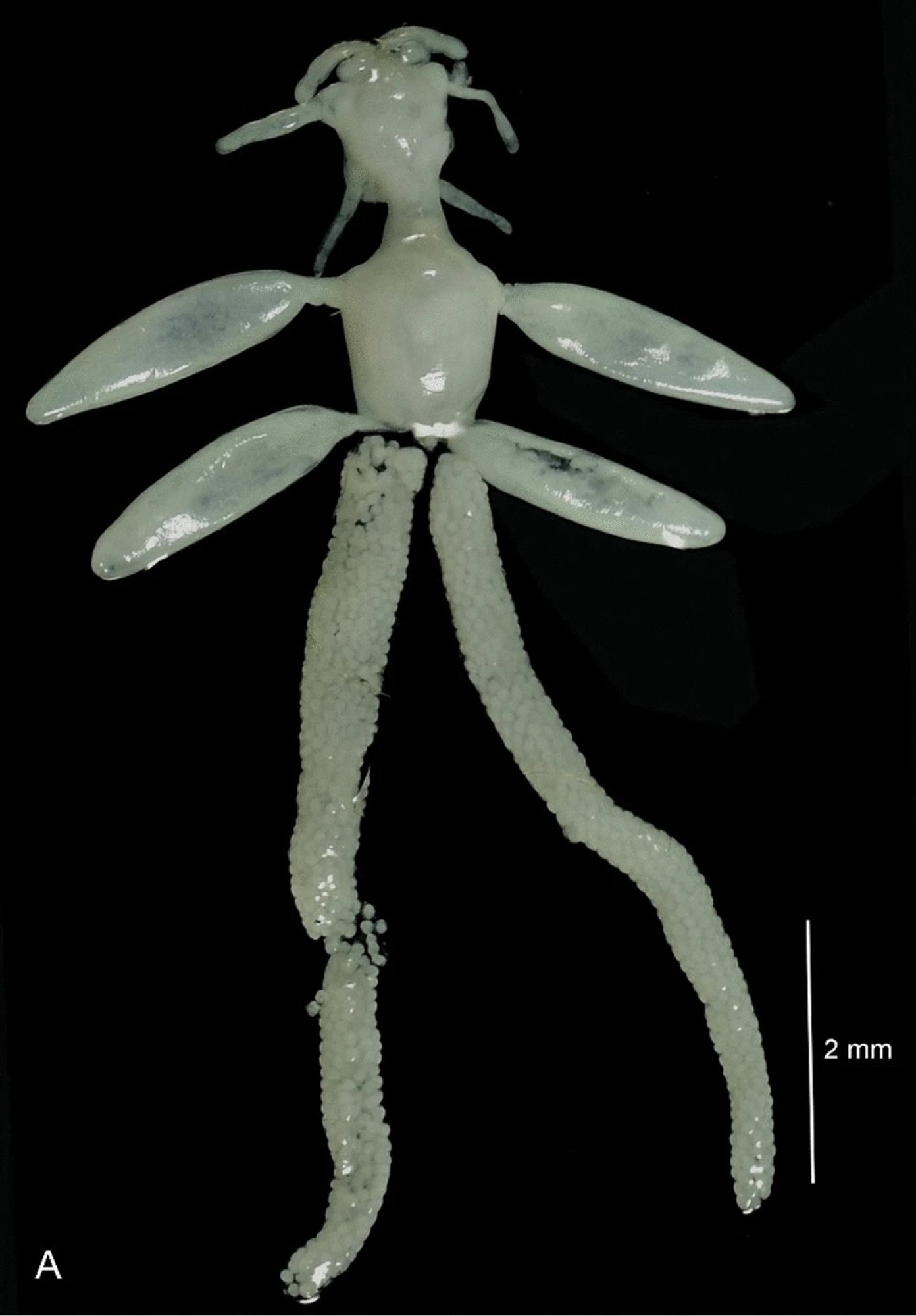 A parasitic copepod. At the top is its head. Its body has 4 winged processes. 2 large egg sacs trail from the bottom