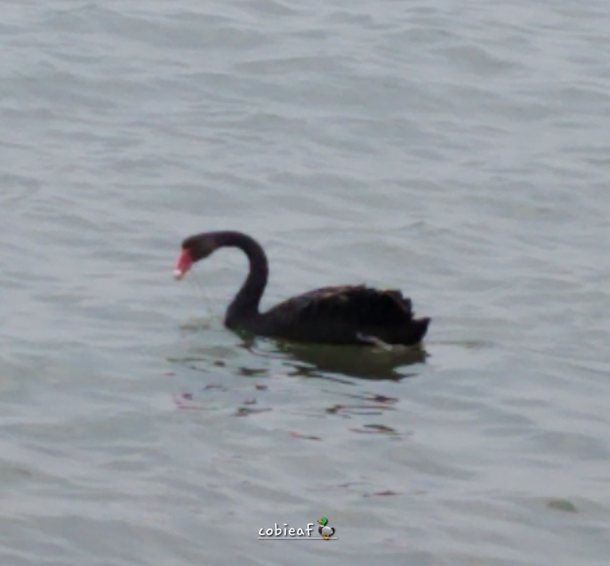 black swan floating in greyish colored estuarine water