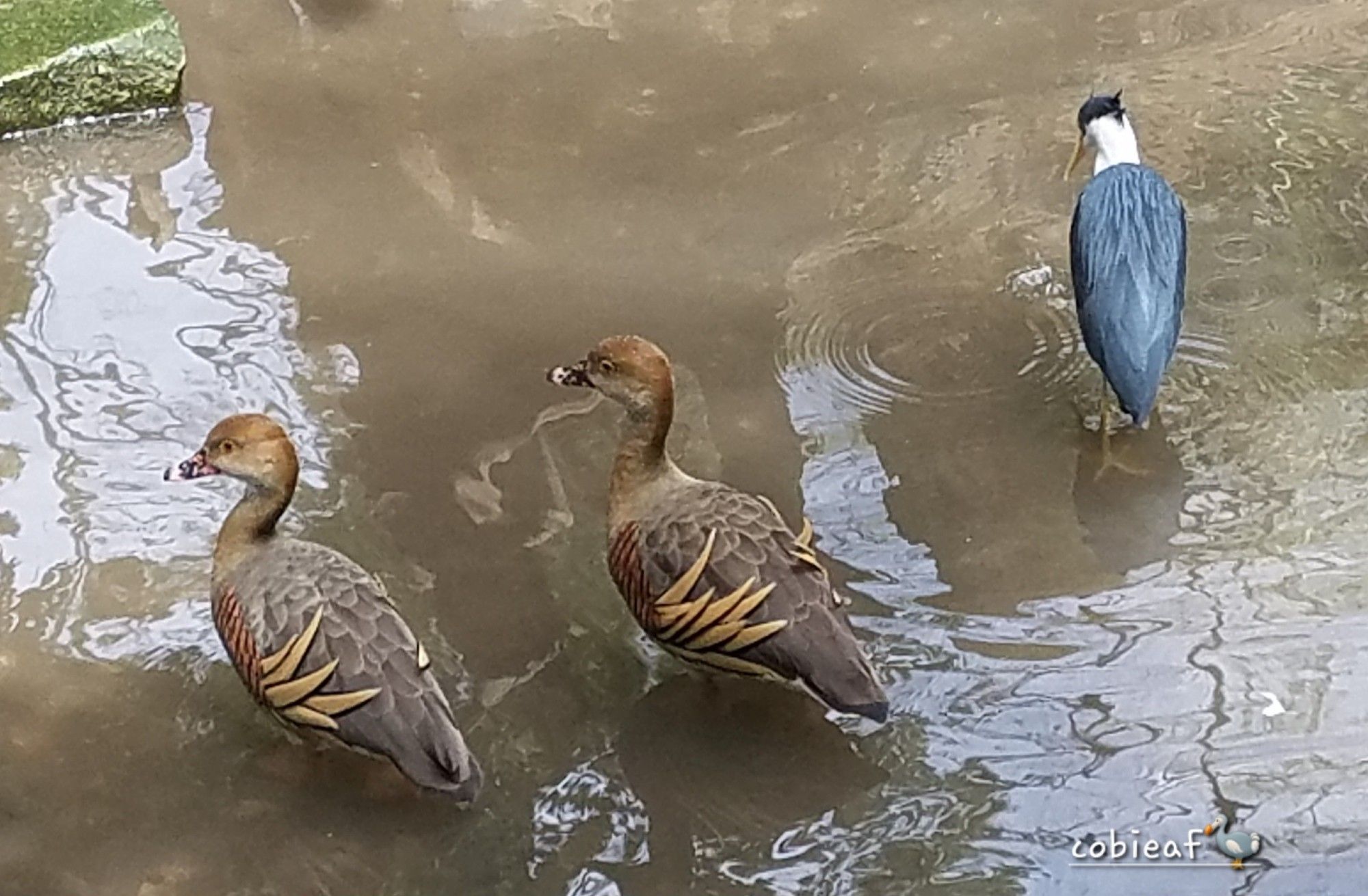 brown ducks (plumed whistling ducks) with striking, long primaries and heron with black head (Pied heron), white neck and black wings all standing in muddy colored pond