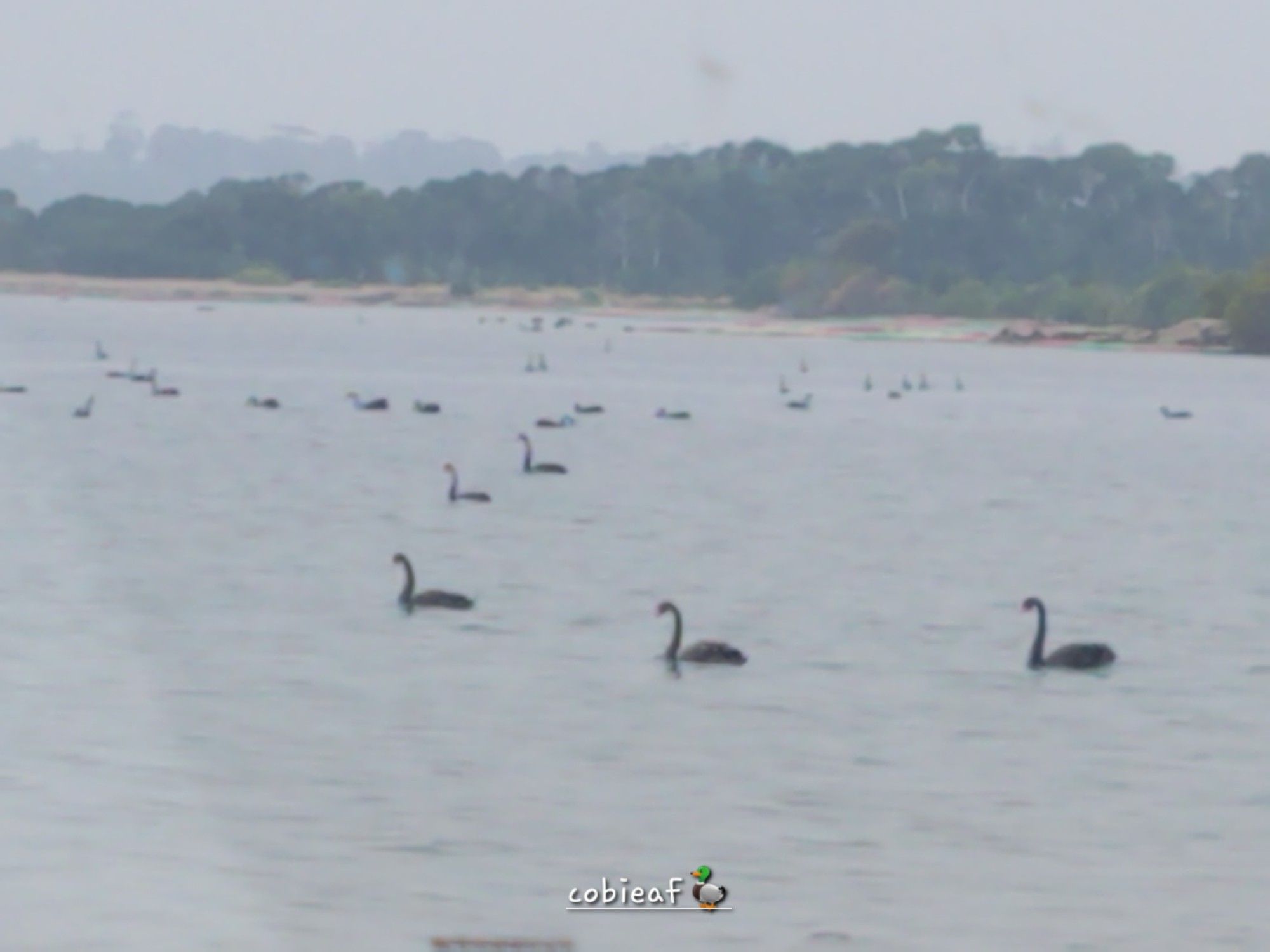 a bank of black swans in a grey colored estuary inTasmania.  Thick Australian Forest  behind light colored marsh vegetaion in background