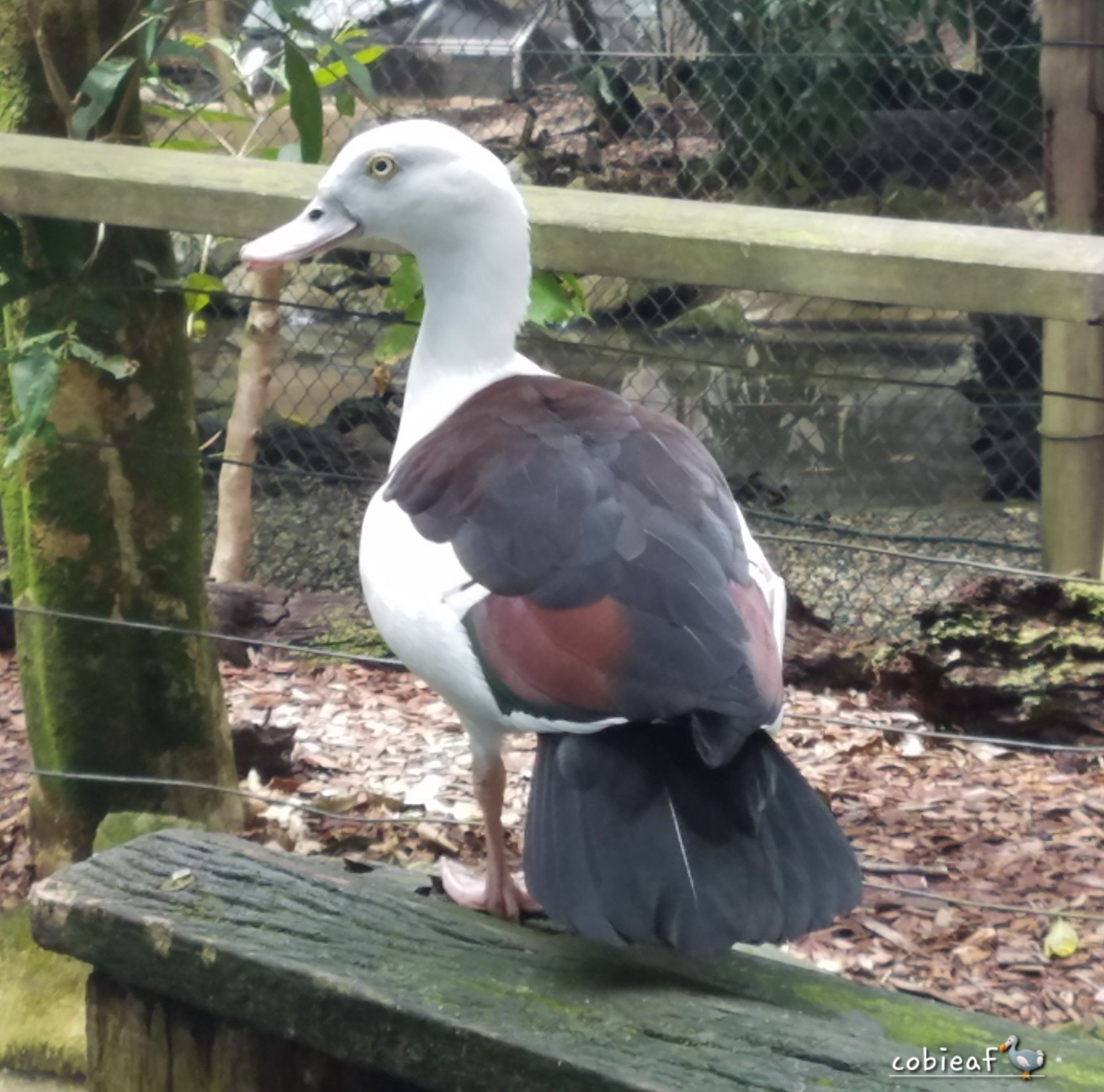 Radjah Shelduck, yellow eyes, white head, neck, body, with brown back and primary feathers and black tail feathers sitting on a fence rail facing away from camera . Background has a chainlink fence, would-shaving mulched ground and pond. It has brown chest band (unseen here) which is used to id this duck. Usually found in coastal wetlands and rivers in the Northern Territory and Queensland.