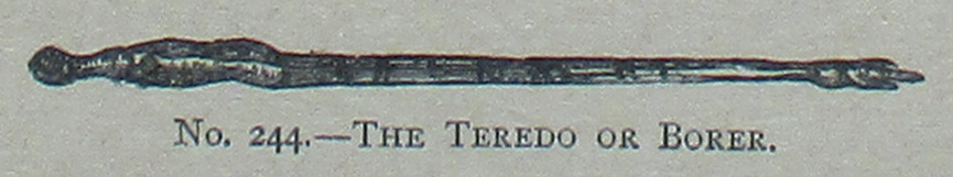 Illustration tirée de ‘Picture Natural History’ représentant le Teredo (taret) ou foreur. L’image montre un mollusque bivalve marin long et mince, de couleur sombre, avec un corps effilé et de petites coquilles à une extrémité, ressemblant à un ver. L’illustration est étiquetée ‘No. 244 – The Teredo or Borer’ et est affichée sur un fond clair.