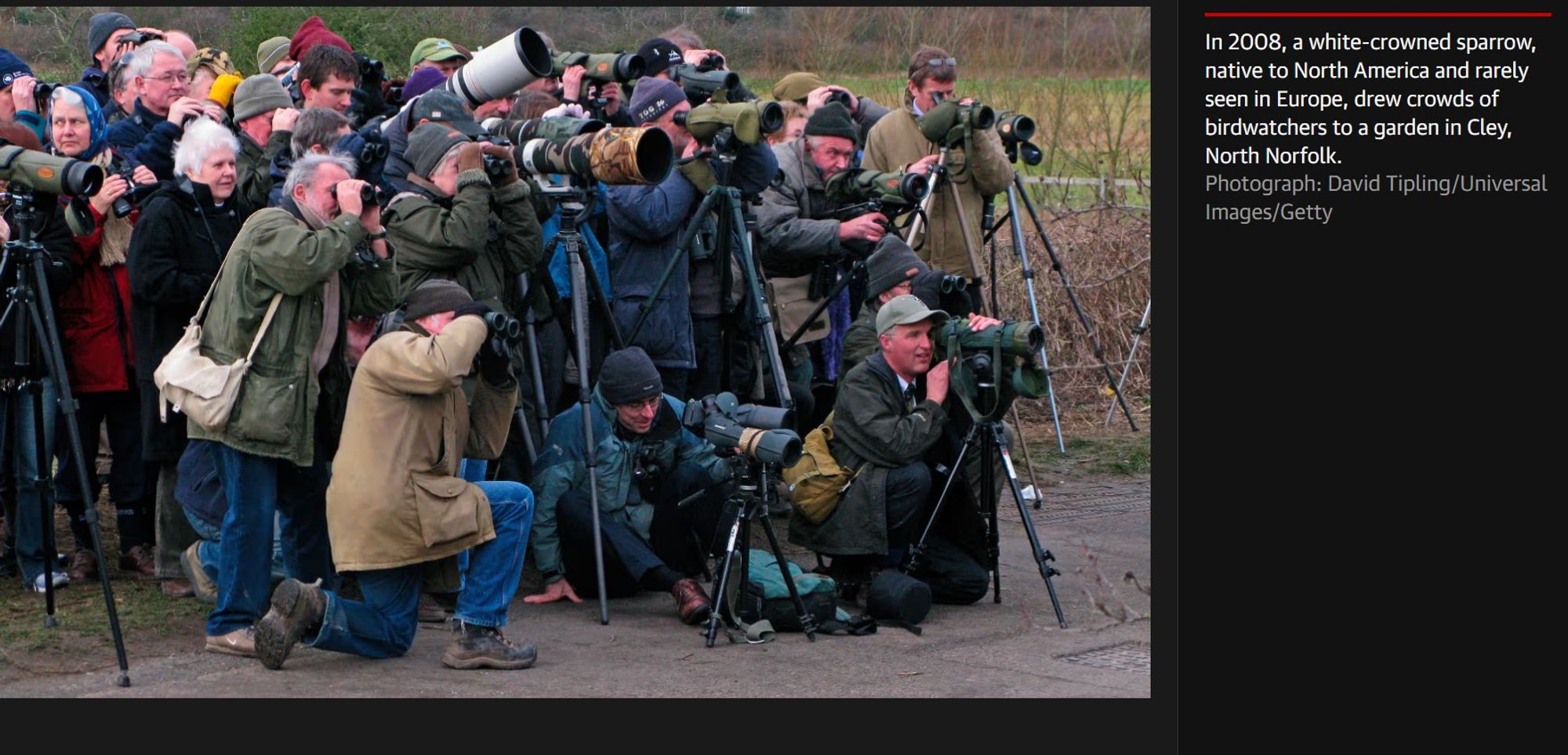 In 2008, a white-crowned sparrow, native to North America and rarely seen in Europe, drew crowds of birdwatchers to a garden in Cley, North Norfolk. Photograph: David Tipling/Universal Images/Getty from a Guardian article: https://www.theguardian.com/environment/2024/sep/26/social-media-posts-endangered-species-capercaillie-birders-aoe