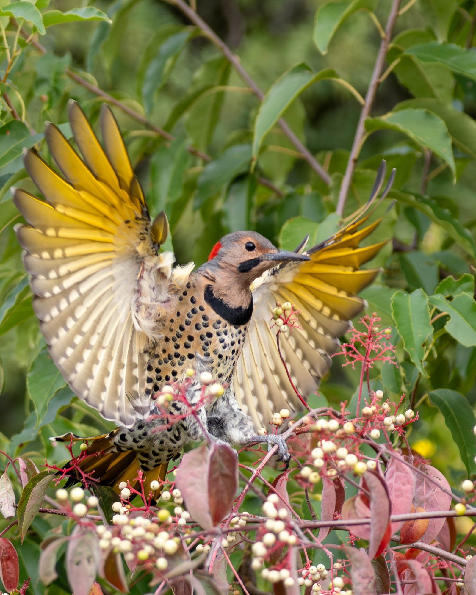 Male Yellow-shafted Northern Flicker landing on dogwood showing fully spread yellow flight feathers, speckled belly, yellow tail, black bib and mustache and red patch on the back of the head contrasting with the red dogwood branches and leaves and the white berries.