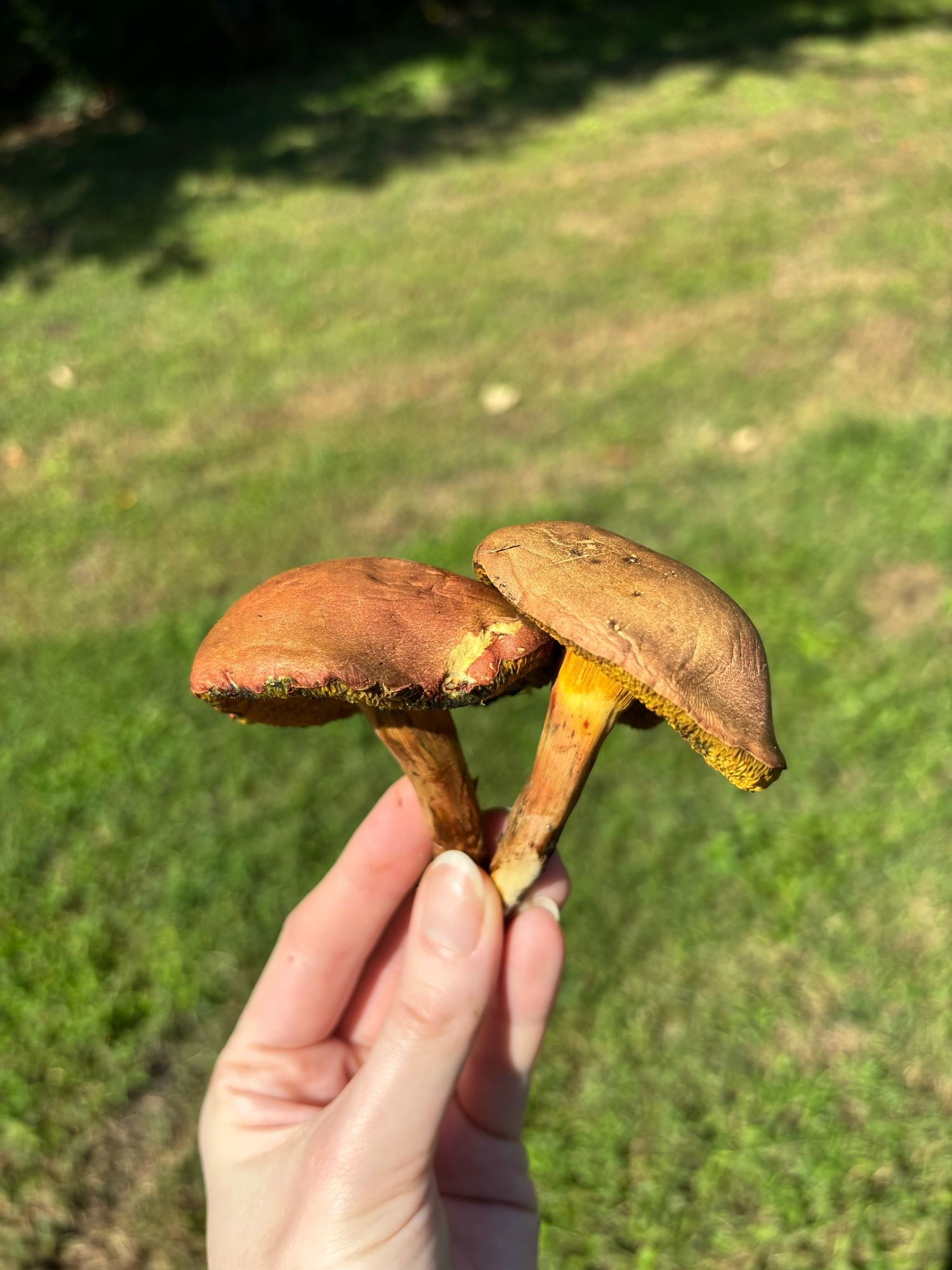 a pair of orange and yellow mushrooms