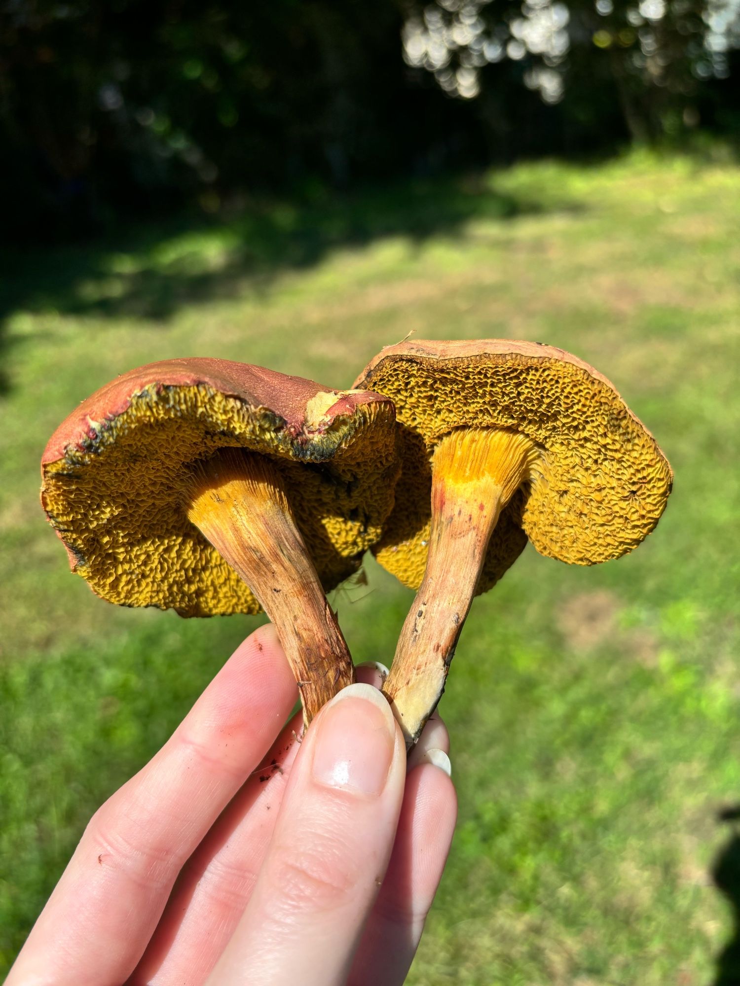 the wrinkly, golden underside of a pair of mushrooms